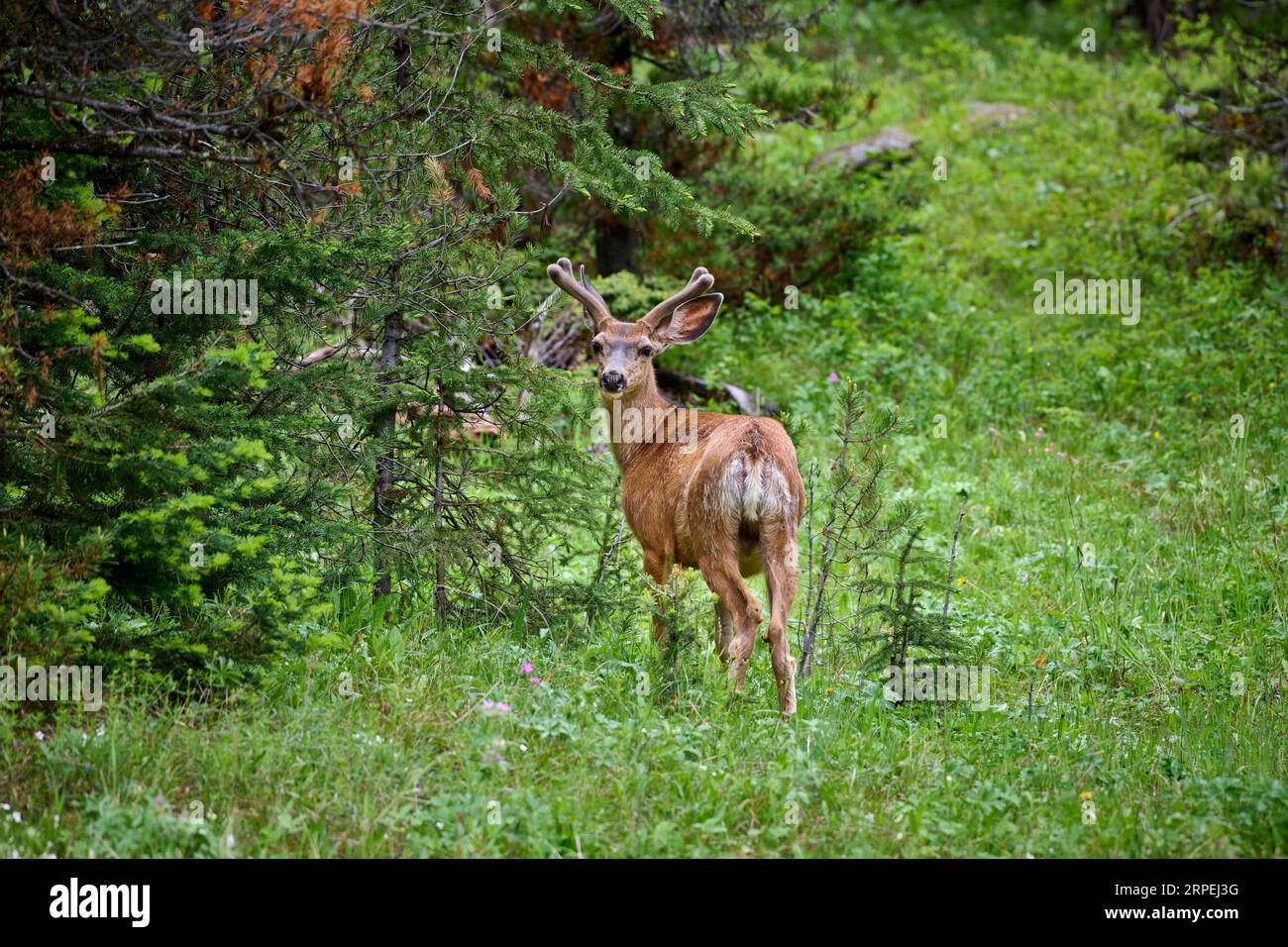 Maultier (Odocoileus hemionus), Yellowstone-Nationalpark, Wyoming, Vereinigte Staaten von Amerika Stockfoto