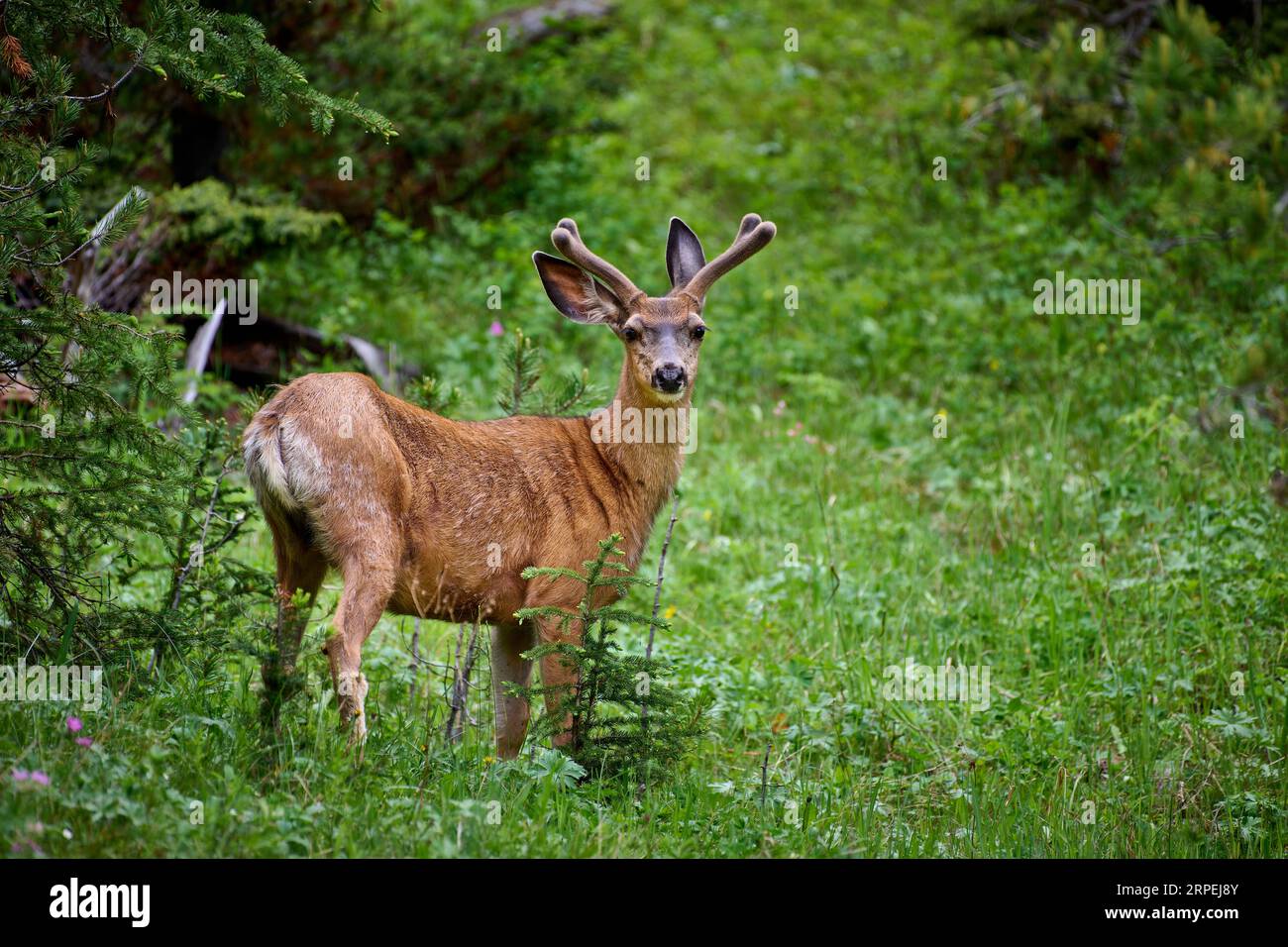 Maultier (Odocoileus hemionus), Yellowstone-Nationalpark, Wyoming, Vereinigte Staaten von Amerika Stockfoto
