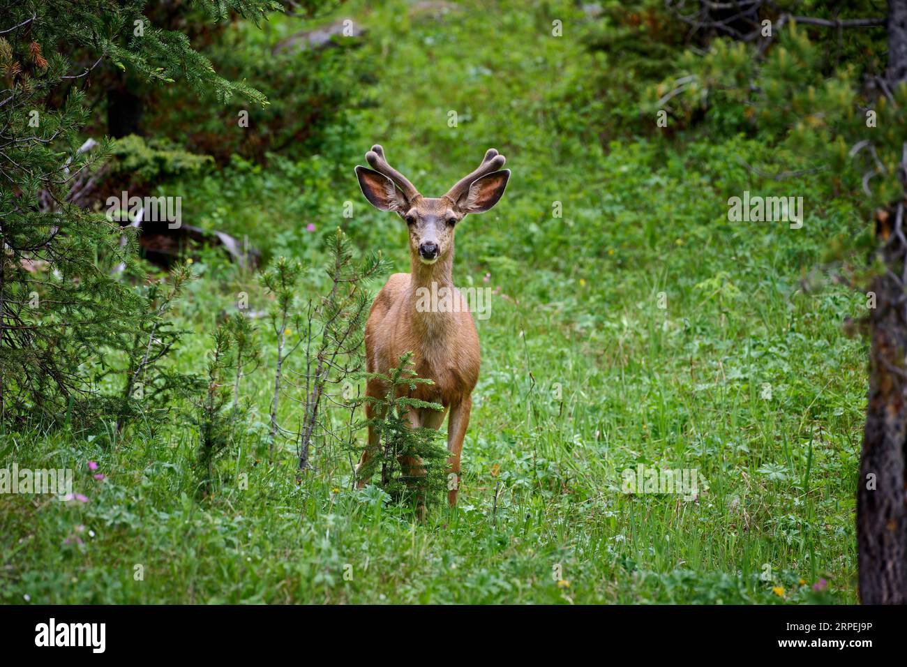 Maultier (Odocoileus hemionus), Yellowstone-Nationalpark, Wyoming, Vereinigte Staaten von Amerika Stockfoto
