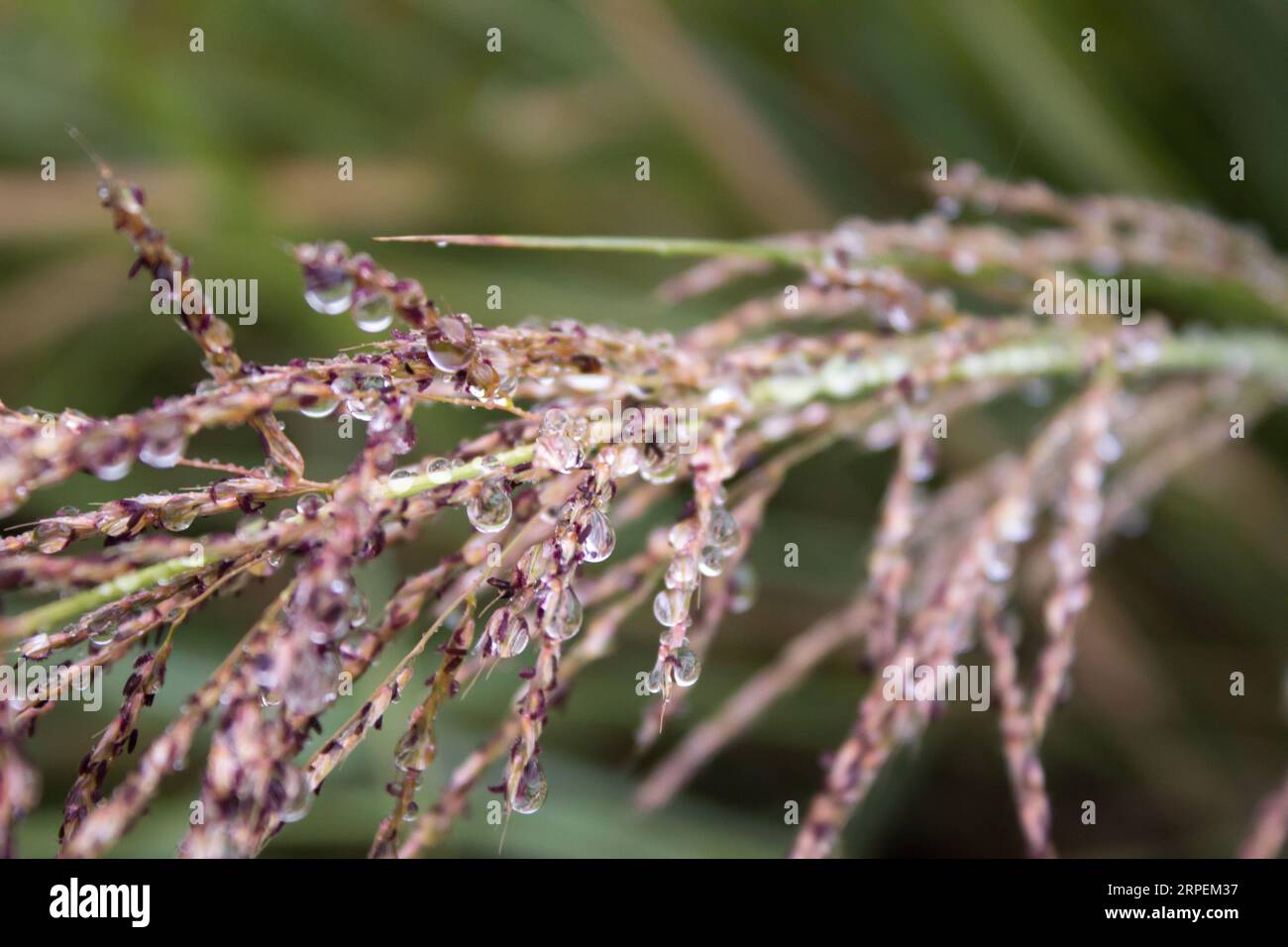 Nahaufnahme von Wassertropfen zwischen den Samen und Blüten des Grases in den Afromontane Drakensberg Bergen in Südafrika. Stockfoto