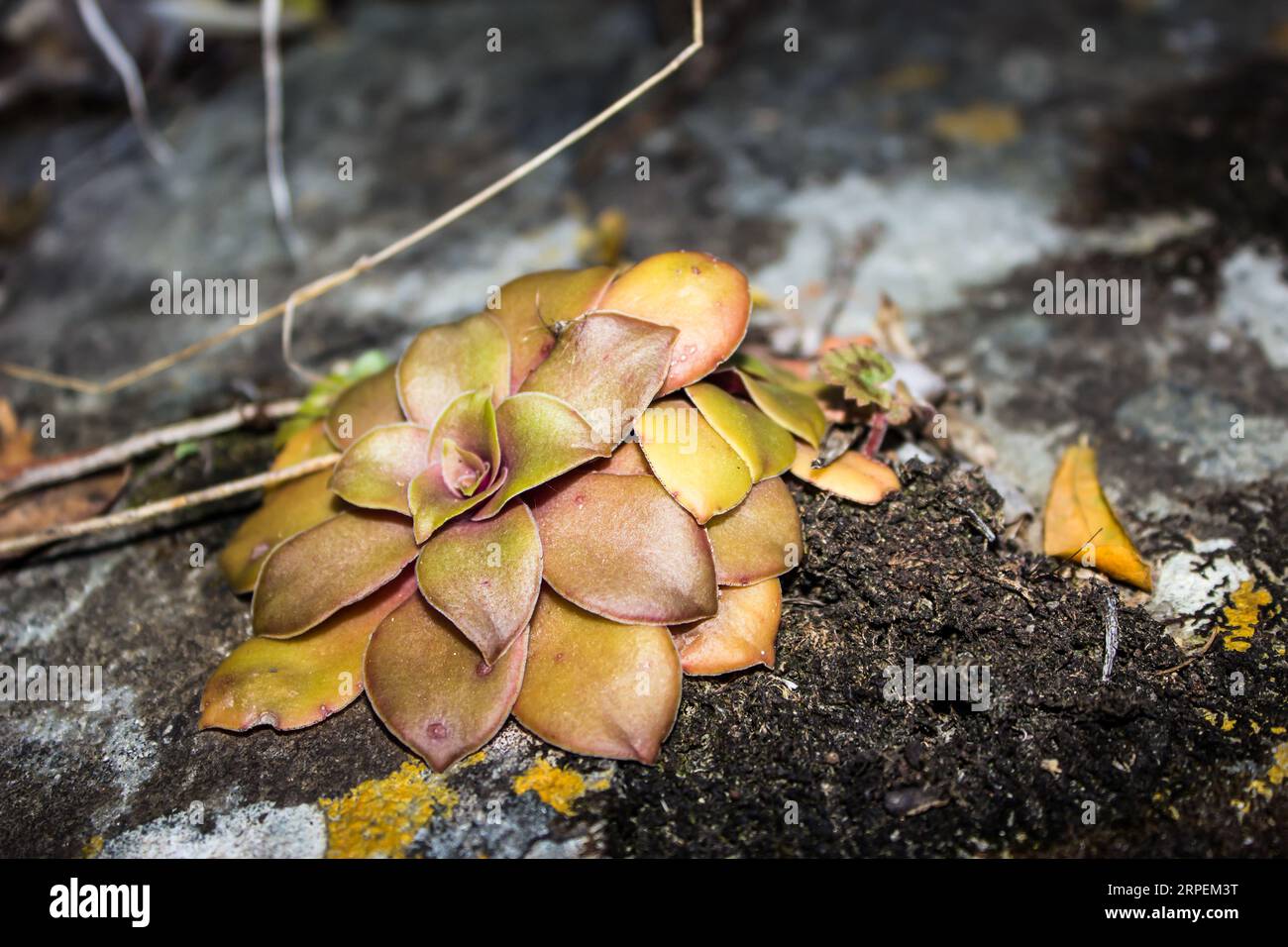Eine kleine Klippe, die Krassel bewohnt und entlang der Klippen am Meer im Tsitsikamma-Nationalpark, Südafrika, wächst Stockfoto