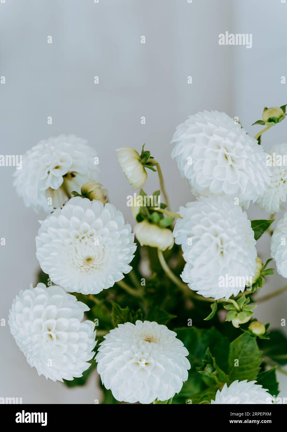 Herbstdahlien blühen an der weißen Wand. Vorderansicht. Leerzeichen kopieren Stockfoto