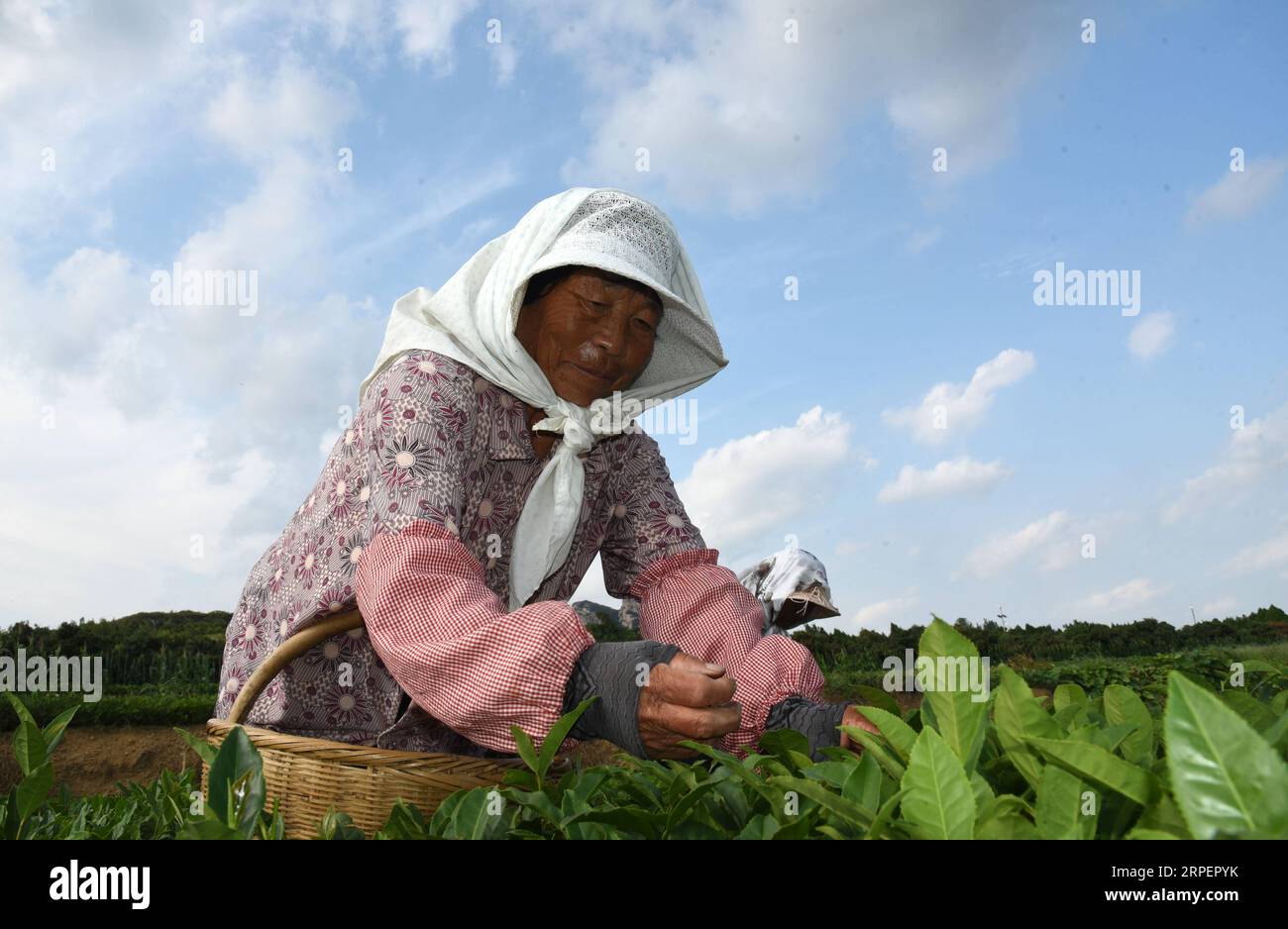 (190903) -- RIZHAO, 3. September 2019 -- Ein Bauer pflückt Teeblätter in einem Teegarten in der Stadt Jufeng der Stadt Rizhao, Provinz Shandong in Ostchina, 2. September 2019. ) CHINA-SHANDONG-RIZHAO-TEA LEAF PICKING (CN) WANGXKAI PUBLICATIONXNOTXINXCHN Stockfoto