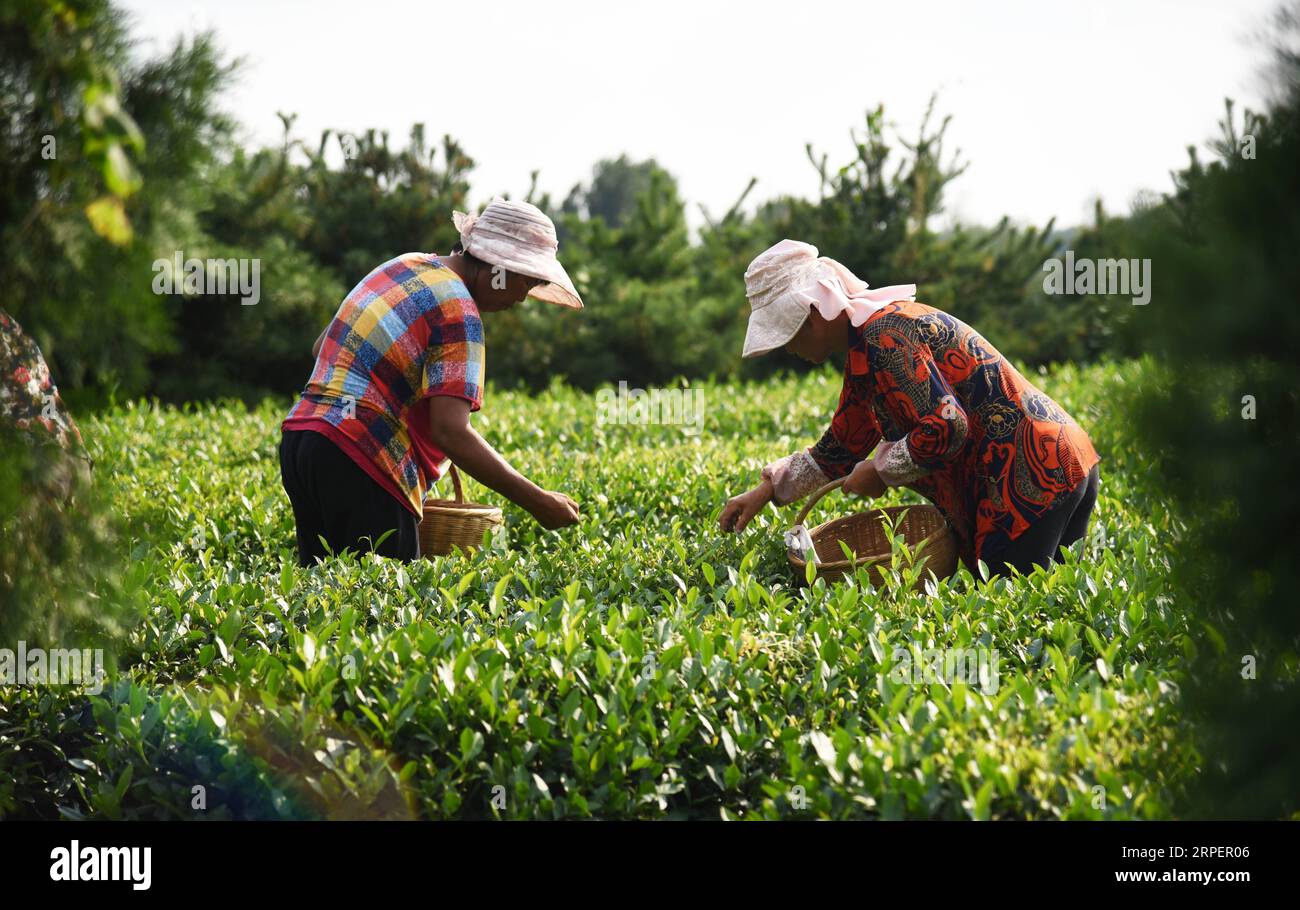 (190903) -- RIZHAO, 3. September 2019 -- Bauern pflücken Teeblätter in einem Teegarten in der Stadt Jufeng in der Stadt Rizhao, ostchinesische Provinz Shandong, 2. September 2019. ) CHINA-SHANDONG-RIZHAO-TEA LEAF PICKING (CN) WANGXKAI PUBLICATIONXNOTXINXCHN Stockfoto