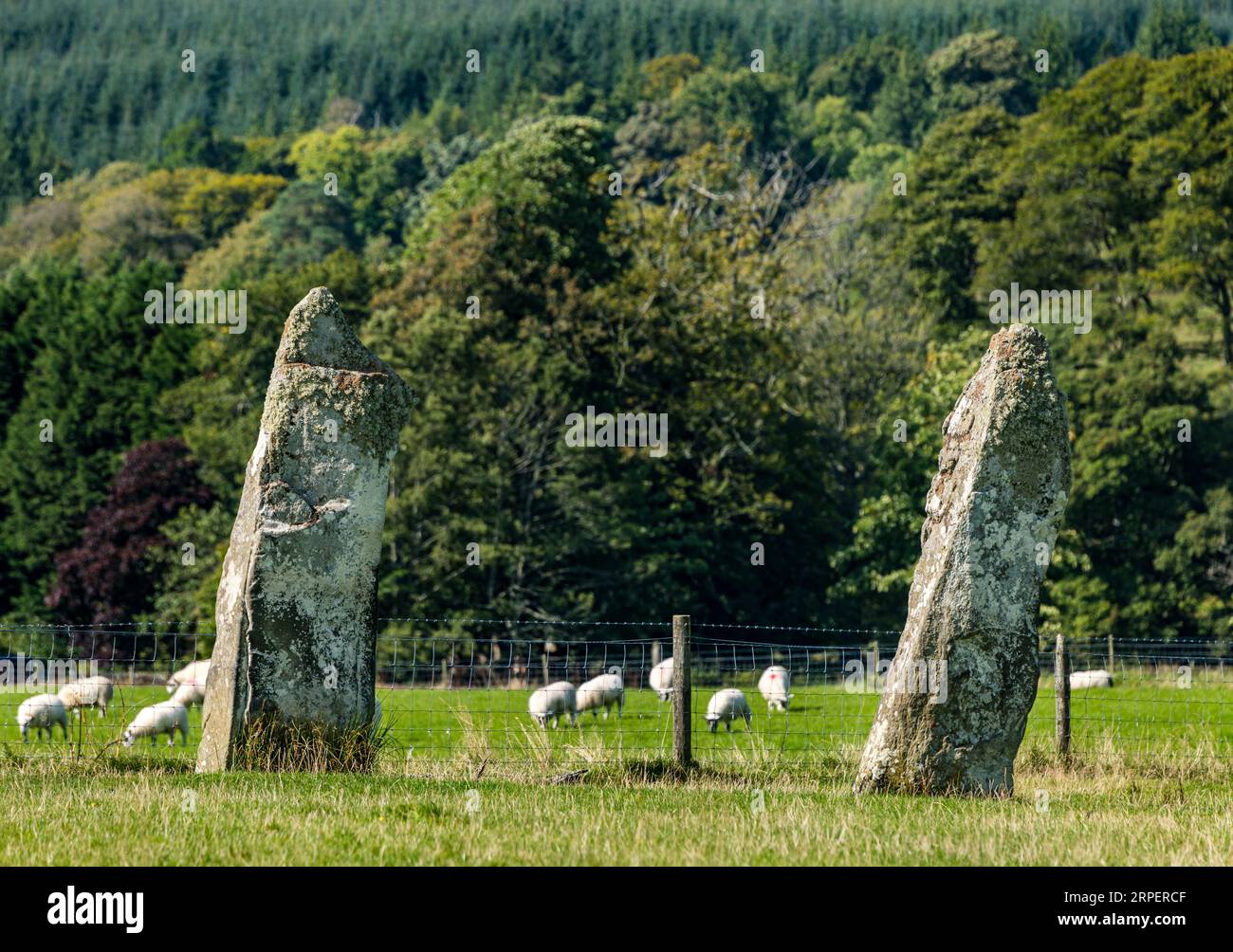 Nether Largie Standing Stones Antike Monument in Grass Field, Kilmartin Glen, Argyll, Schottland, Großbritannien Stockfoto