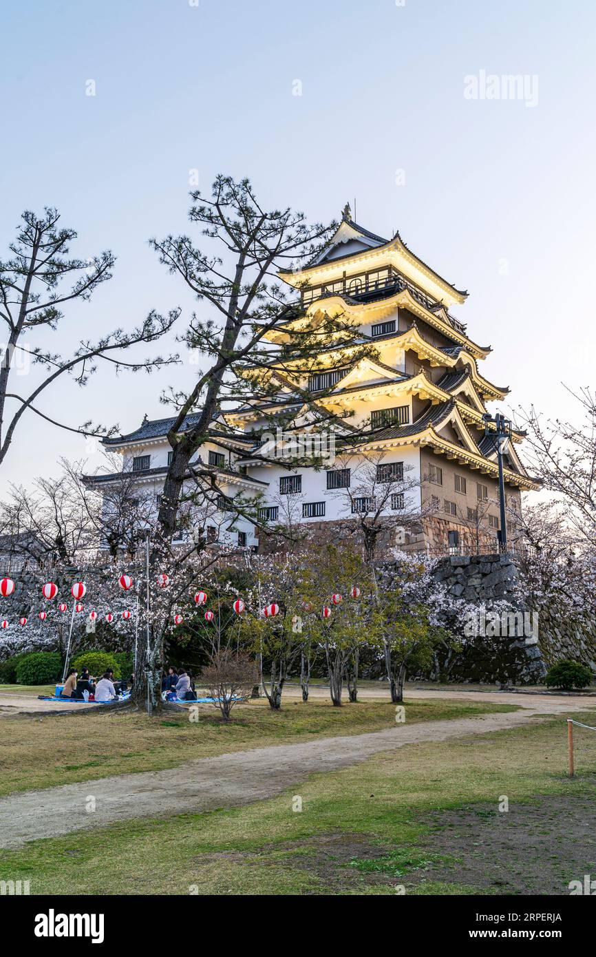 Die Menschen im Fukuyama Castle Park inmitten von Kirschblüten kurz vor Sonnenuntergang mit dem beleuchteten Donjon, einer Seite mit schwarzen Eisenplatten, über dem sich der Himmel erhebt. Stockfoto