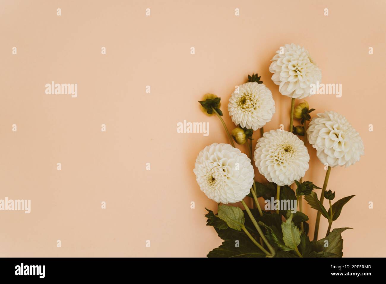 Herbst-Dahlien-Blumenstrauß auf beigem Hintergrund. Draufsicht. Leerzeichen kopieren Stockfoto