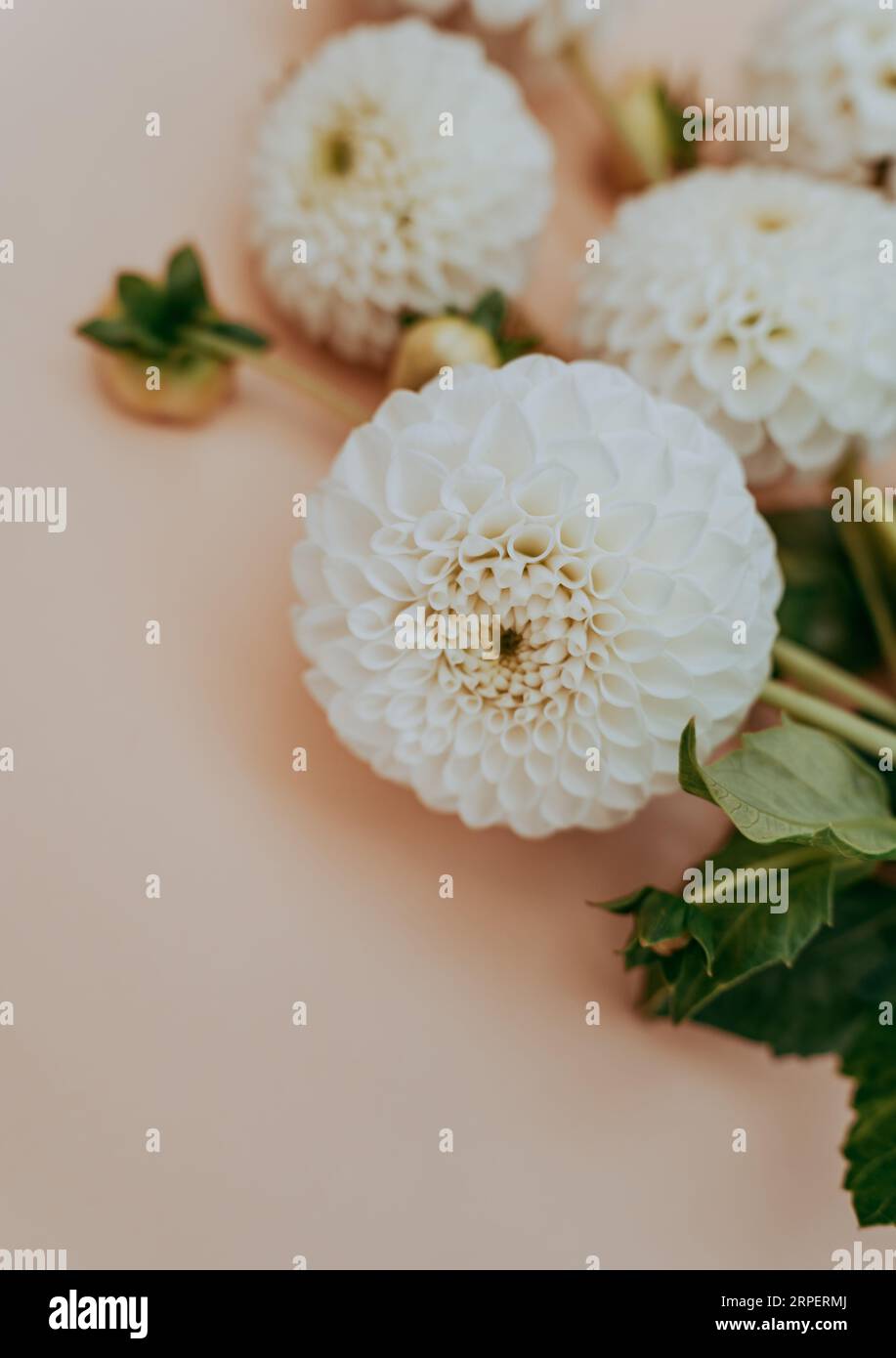 Herbst-Dahlien-Blumenstrauß auf beigem Hintergrund. Draufsicht. Leerzeichen kopieren Stockfoto