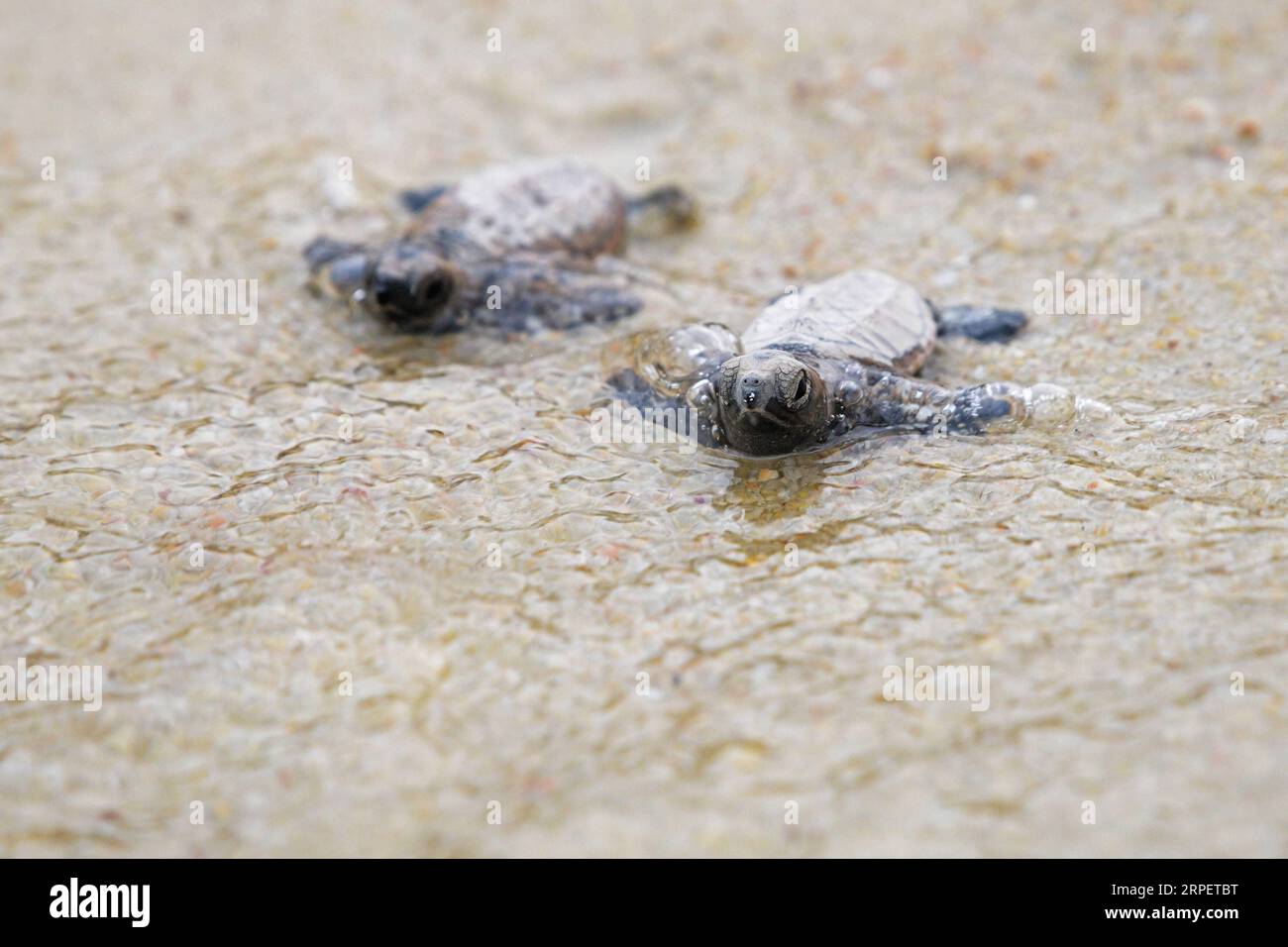 (190904) -- SINGAPUR, 4. September 2019 -- neugeborene Hawksbill-Meeresschildkröten schlüpfen vor weniger als 10 Stunden auf dem Weg zum Meer am Strand von Singapurs Sentosa Island am 4. September 2019. Mitarbeiter der Sentosa Development Corporation veröffentlichten insgesamt 100 Hawksbill-Schildkröten, die auf dem Meer schlüpften. Die Schlüpfer wurden aus einem Nest geboren, das am 14. Juli 2019 entdeckt wurde. Dann Chih Wey) SINGAPUR-SENTOSA INSEL-KARETTSCHILDKRÖTE xinjiapo PUBLICATIONxNOTxINxCHN Stockfoto