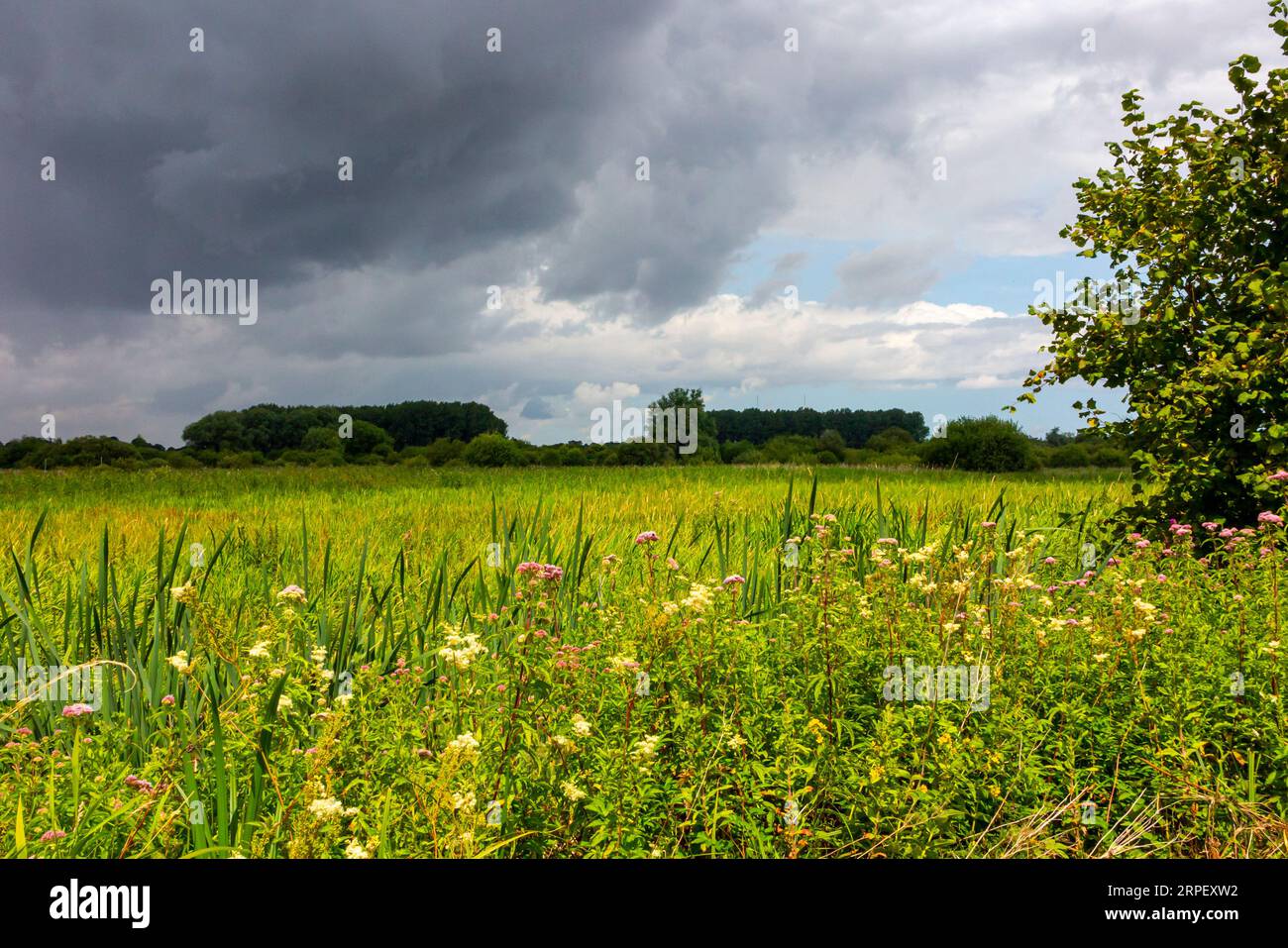 RSPB Nature Reserve in der Nähe von Surlingham in den Norfolk Broads in East Anglia England, Großbritannien, fotografiert im Sommer mit stürmischem Himmel. Stockfoto