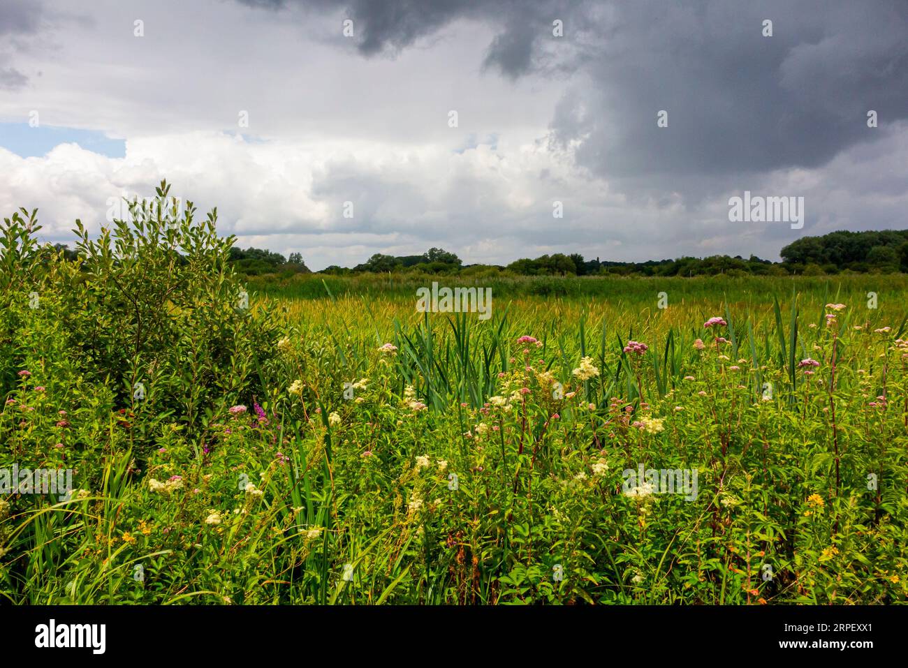 RSPB Nature Reserve in der Nähe von Surlingham in den Norfolk Broads in East Anglia England, Großbritannien, fotografiert im Sommer mit stürmischem Himmel. Stockfoto