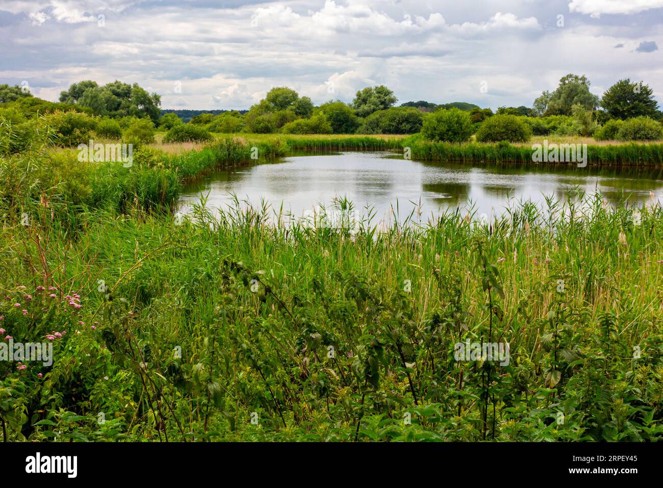Teich im RSPB Naturschutzgebiet in der Nähe von Surlingham in den Norfolk Broads in East Anglia England, Großbritannien, fotografiert im Sommer mit stürmischem Himmel über dem Himmel. Stockfoto