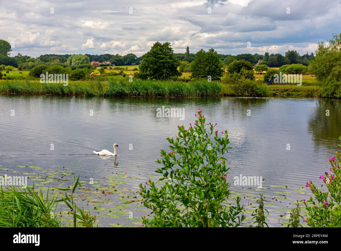 Swan am Fluss Yare fließt durch die Landschaft in der Nähe von Surlingham in den Norfolk Broads in East Anglia England. Stockfoto