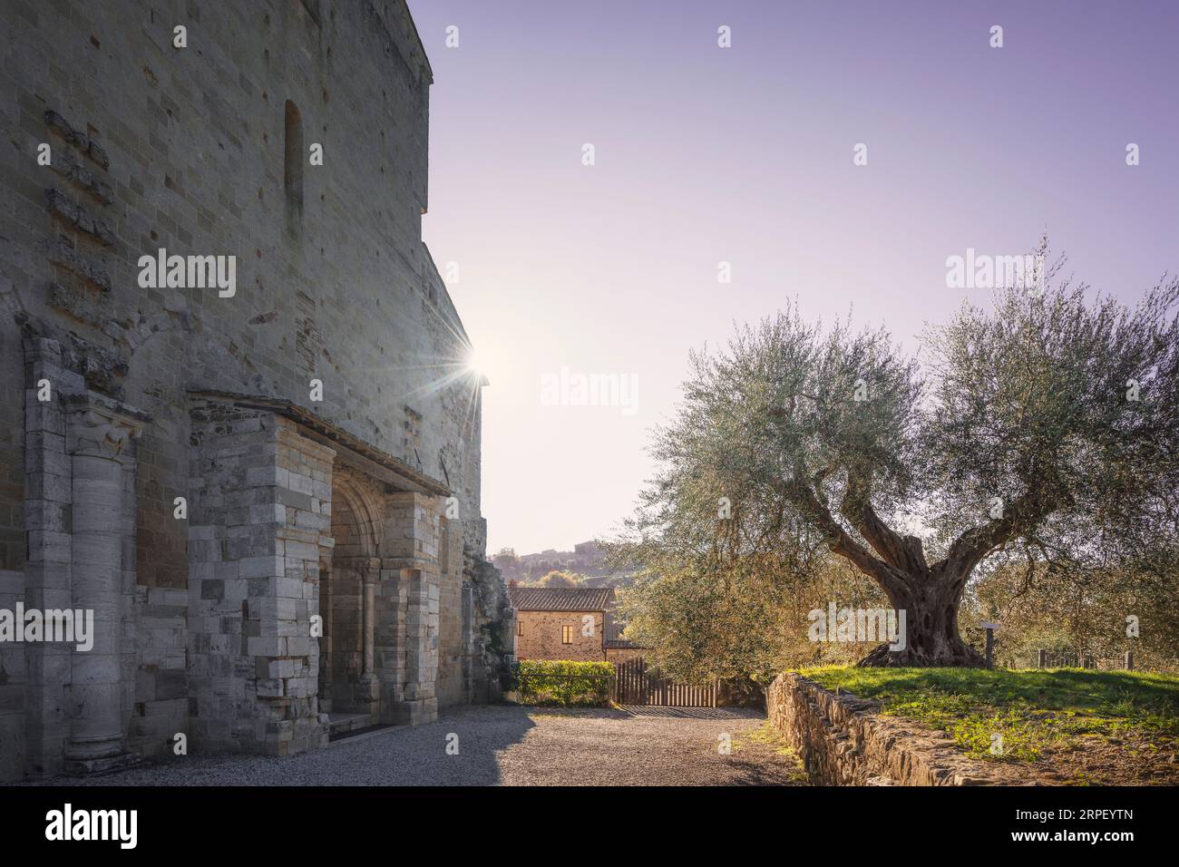 Kloster Sant Antimo und alter Olivenbaum. Castelnuovo dell'Abate, Montalcino. Toskana Region, Italien Stockfoto