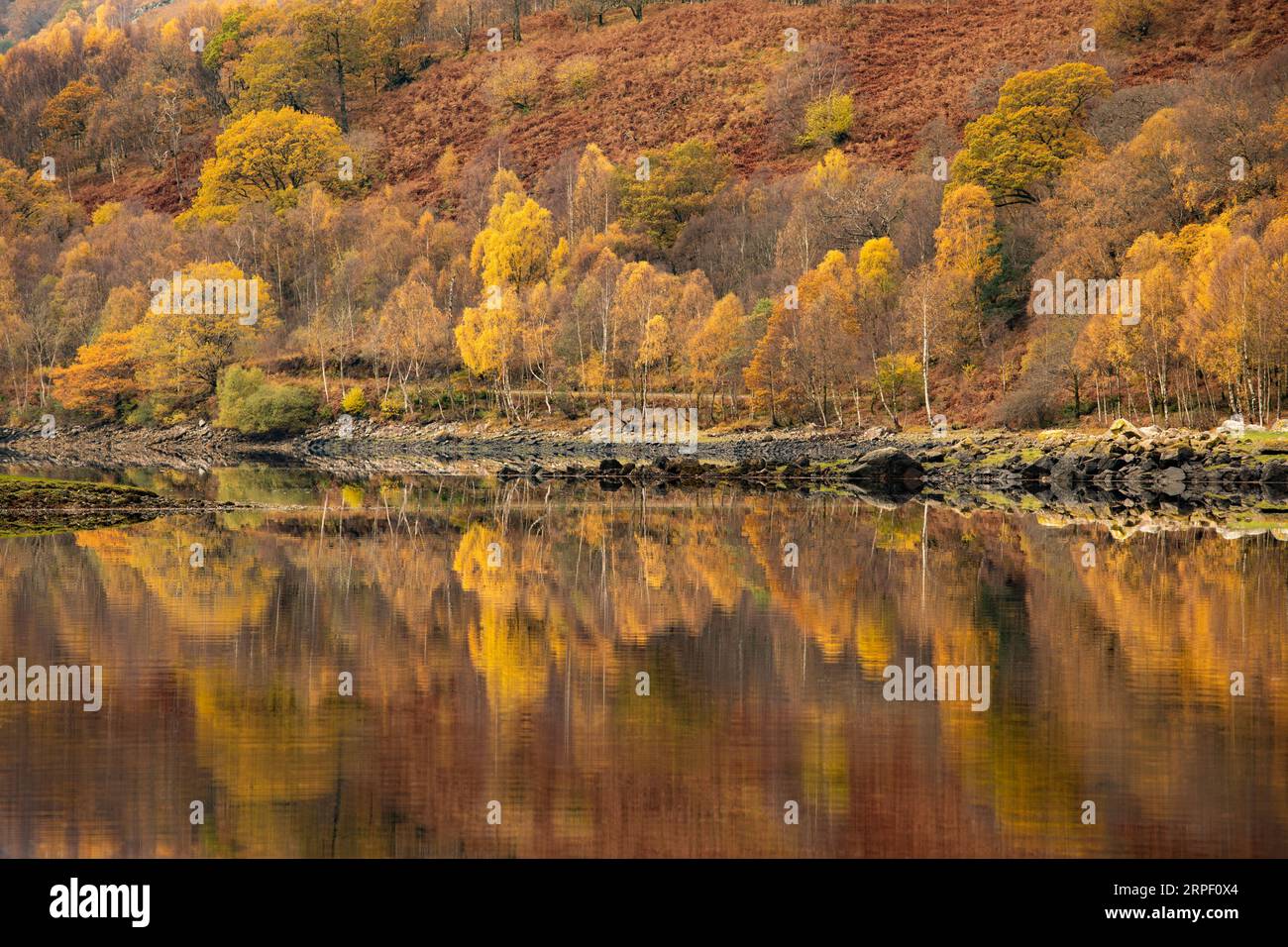 Leuchtende Herbstfarben, die sich auf der flachen, ruhigen Oberfläche des Loch Leven in der Nähe von Kinlochleven, Lochaber, Highlands, Schottland, widerspiegeln, UK Stockfoto