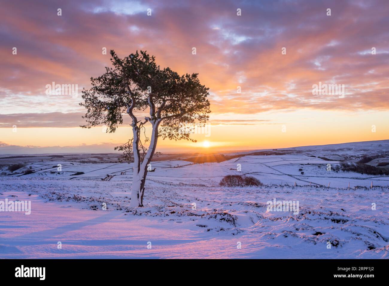 Einsame schottische Kiefer und farbenprächtiger Sonnenaufgang über einem schneebedeckten Marrick Moor in der Nähe von Reeth, Swaledale, Yorkshire Dales, North Yorkshire, UK im Winter (Novembe Stockfoto