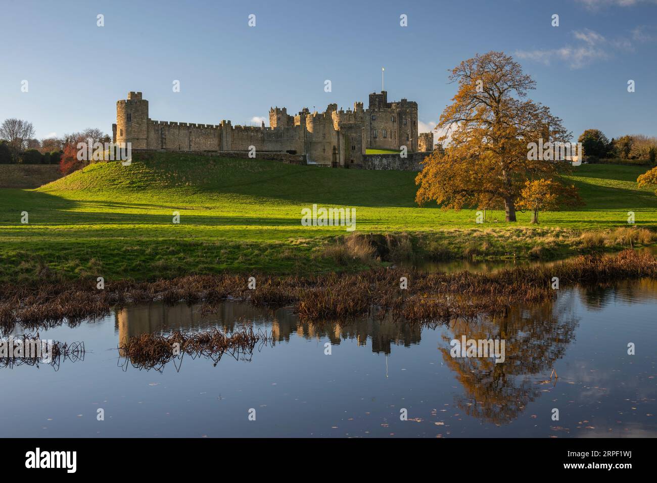 Herbstfarben am Ufer der ALN mit Alnwick Castle im Hintergrund, Alnwick, Northumberland, Großbritannien Herbst/Winter (November) Stockfoto