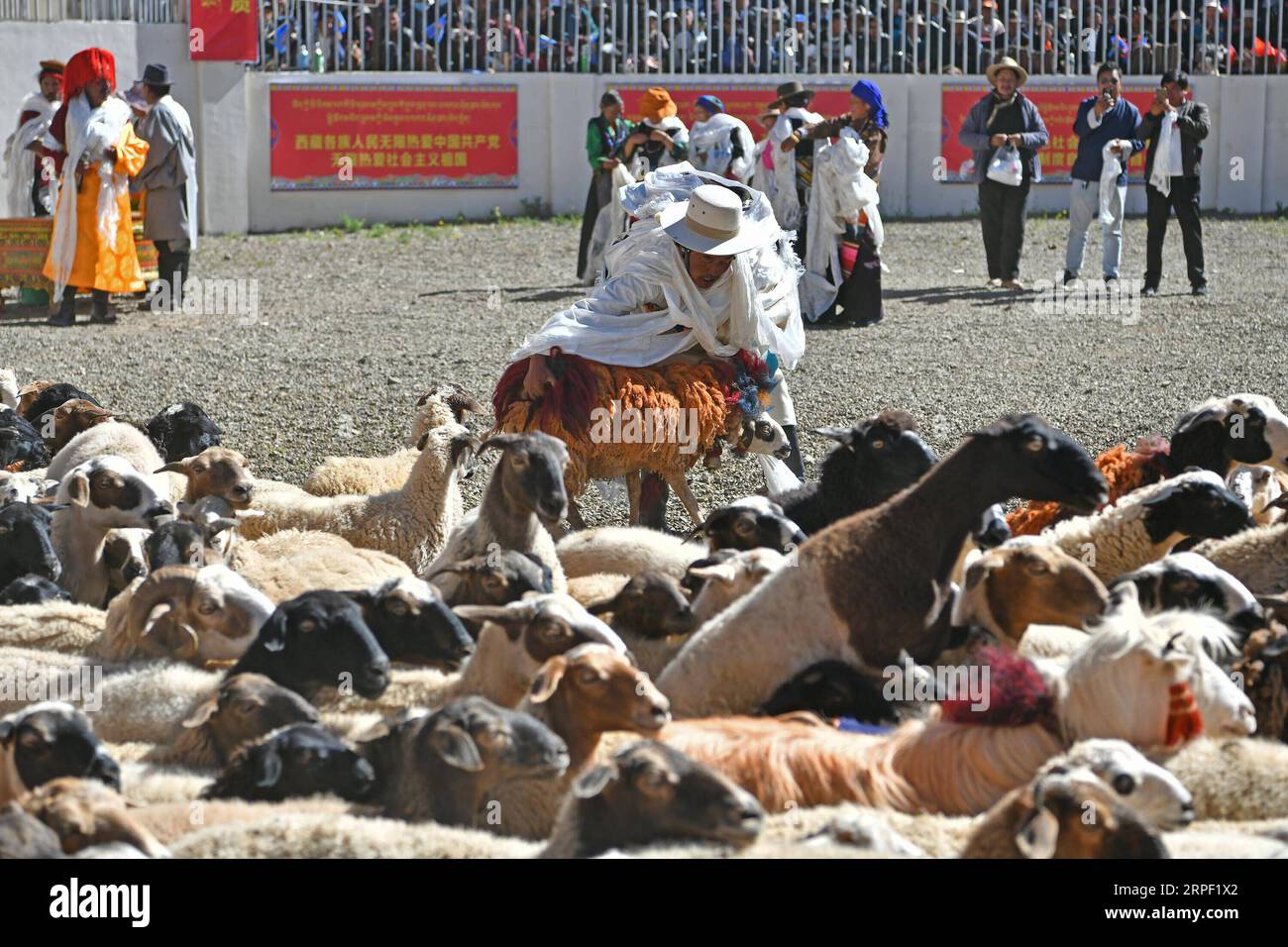 (190910) -- XIGAZE, 10. September 2019 -- Ein Hirte fängt einen Glockenspieler während der Schafshow in der Gemeinde Zhexia des Bezirks Bainang in Xigaze, der autonomen Region Tibet im Südwesten Chinas, 9. September 2019. Schafe zeigen oder Schafe zählen, ist eine traditionelle Aktivität in den Weidegebieten in der autonomen Region Tibet im Südwesten Chinas, in der Hirten die Anzahl ihrer Schafe zeigen und zählen. Sie werden auch ihre Glockengelehrten in einer symbolischen Geste aussuchen und eulogisieren, um im nächsten Jahr für ein gutes Wachstum des Viehbestands zu beten. ) (InTibet)CHINA-TIBET-XIGAZE-SHEEP SHOW (CN) LixXin PUBLICATIONxNOTxINxCHN Stockfoto