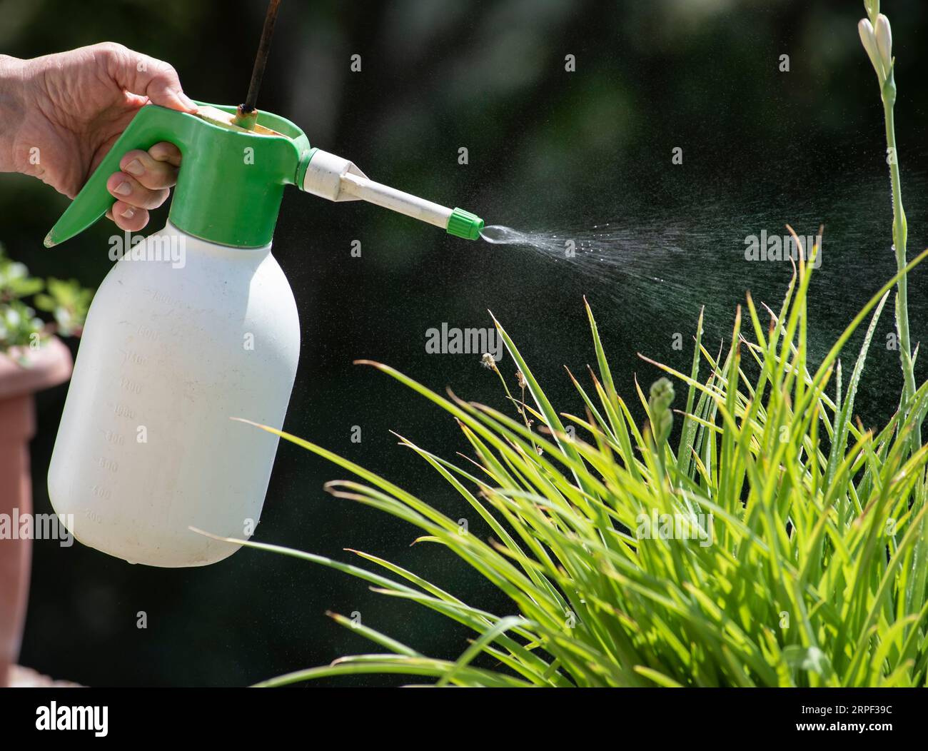 Gärtner sprüht Insektizid auf eine Pflanze. Gartenpflege. Stockfoto