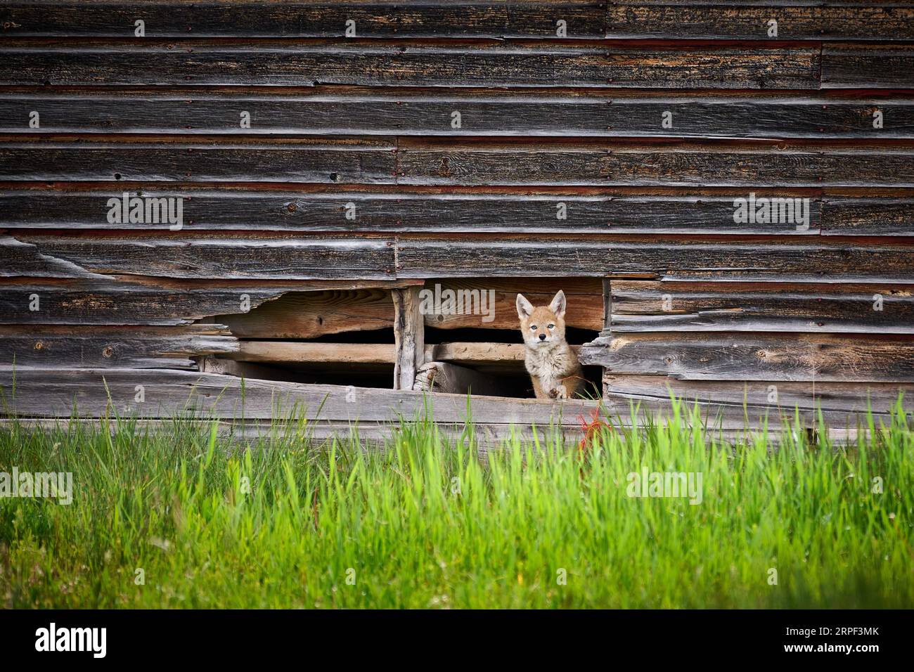 Coyote Cub (Canis latrans), Grand Teton National Park, Wyoming, Vereinigte Staaten von Amerika Stockfoto