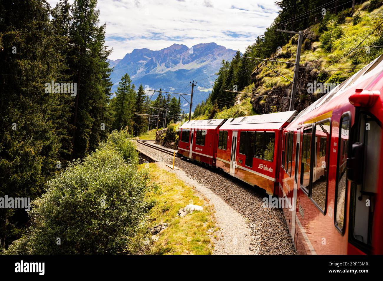 Der Red Bernina Express-Zug schlängelt sich durch dichtes grünes Laub und schneebedeckte Berge in der Ferne zum Gipfel der Schweizer Alpen. Stockfoto