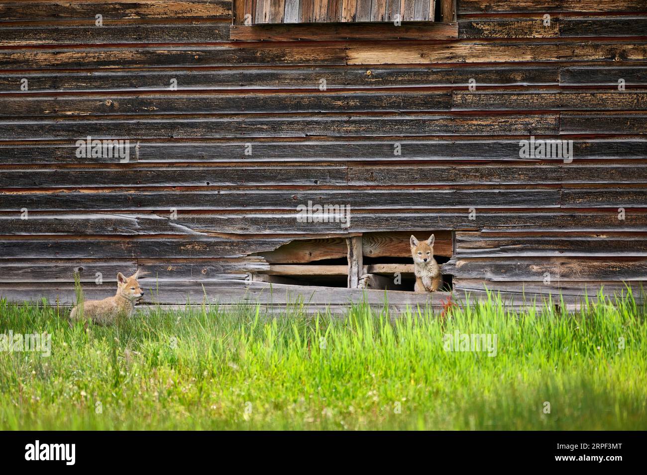 Coyote Cubs (Canis latrans), Grand Teton National Park, Wyoming, Vereinigte Staaten von Amerika Stockfoto