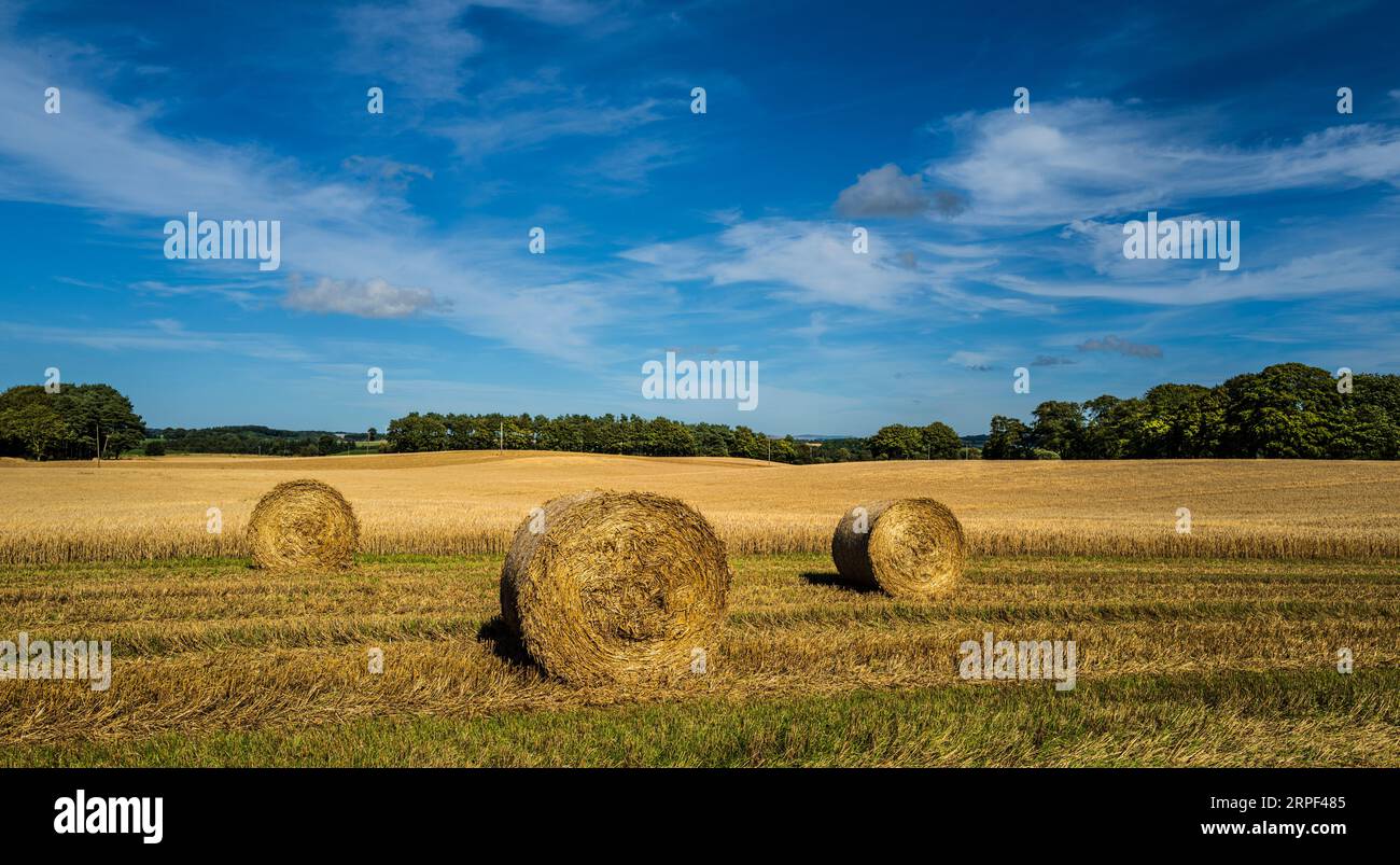 Strohballen auf einem Feld zur Erntezeit in South Lanarkshire, Schottland Stockfoto