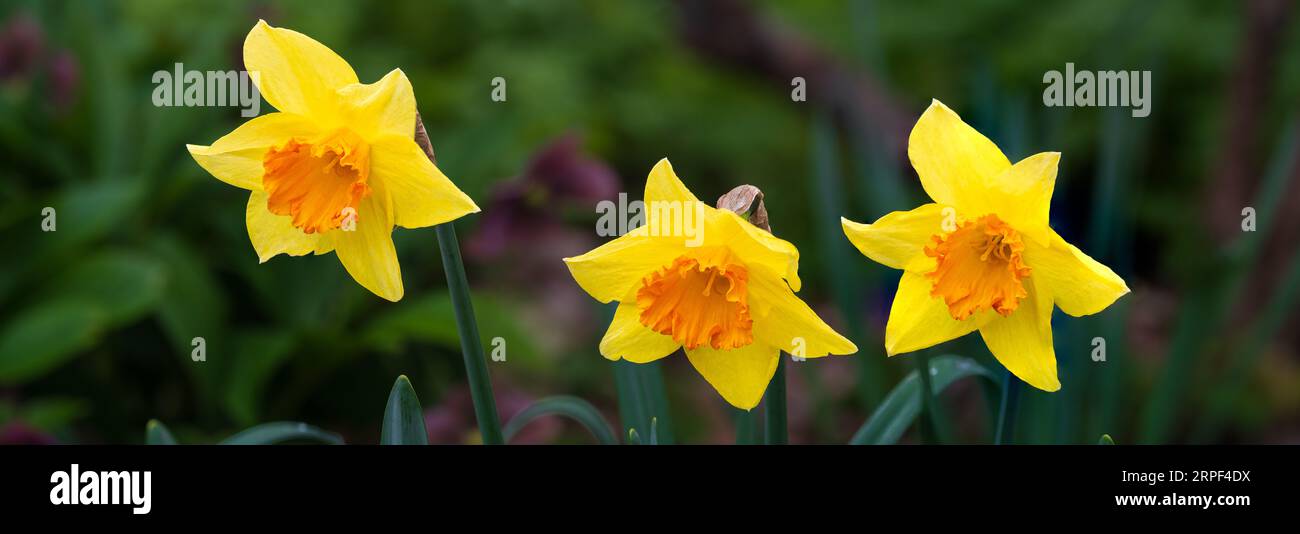 Nahaufnahme von Narzissenblüten in den Finnerty Gardens, Victoria, Vancouver Island, British Columbia, Kanada. Stockfoto