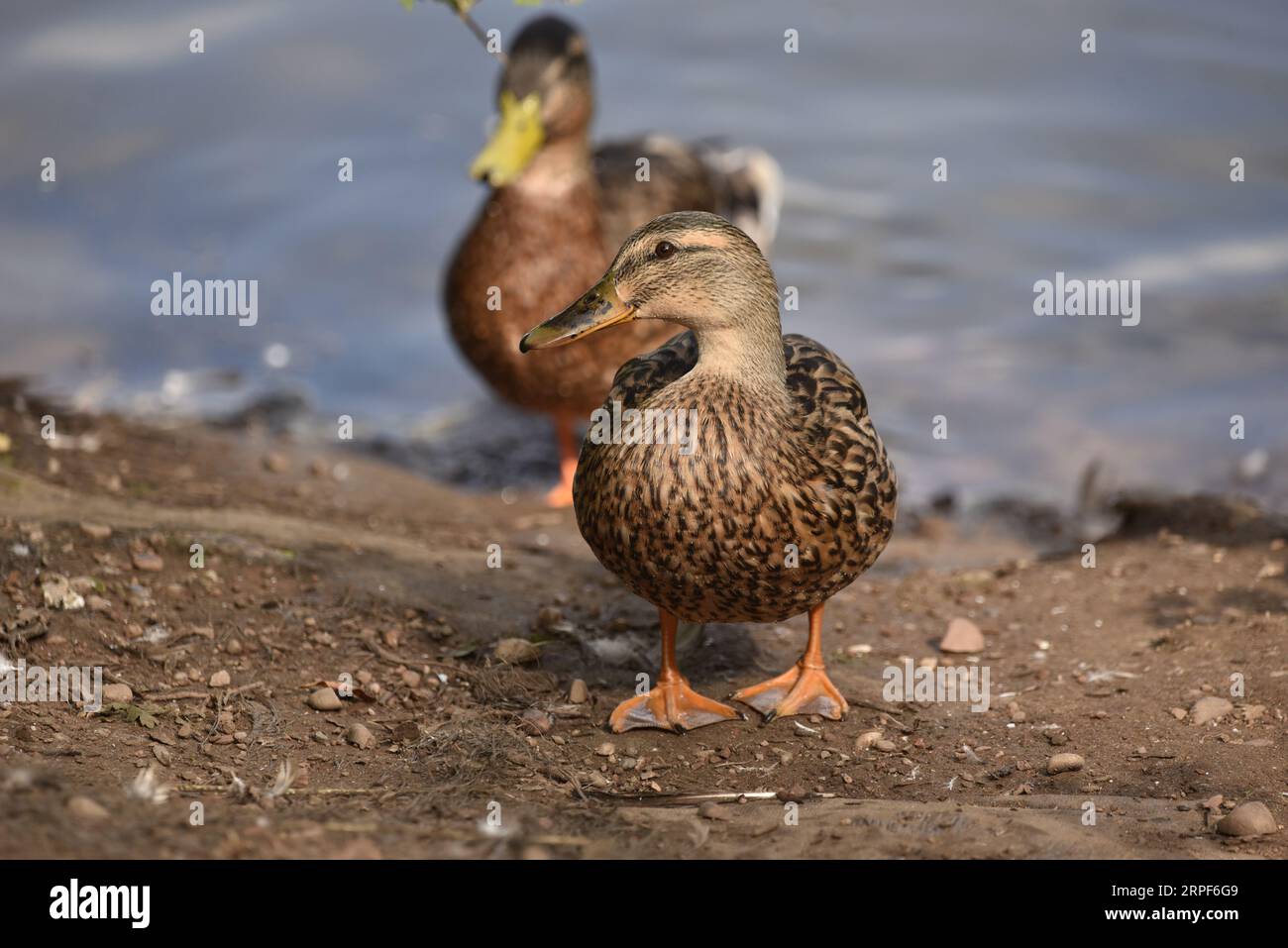 Paar Mallard Ducks (Anas platyrhynchos), die in Richtung Camera on Lake Bank, männlich in Eclipse, vor einem Wasserhintergrund, aufgenommen im September in Großbritannien laufen Stockfoto