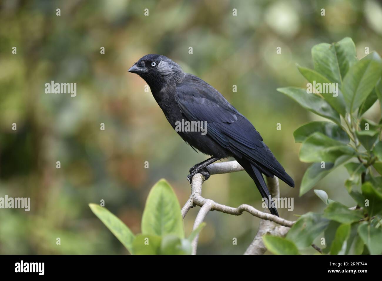 Nahaufnahme, linkes Profil Porträt einer Westlichen Jackdaw (Corvus monedula) mit linkem Auge auf Kamera, vor einem unscharfen grünen Hintergrund, aufgenommen in Großbritannien Stockfoto