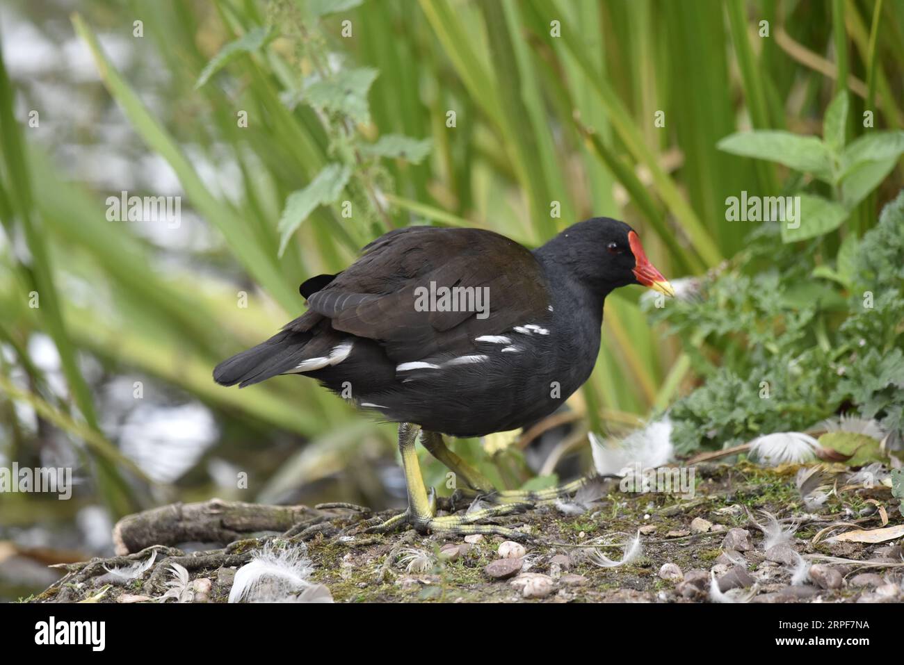 Vordergrundbild eines gemeinen Moorhens (Gallinula chloropus), der am Seeufer entlang im rechten Profil vor einem Schilf- und Wasserhintergrund in Großbritannien läuft Stockfoto