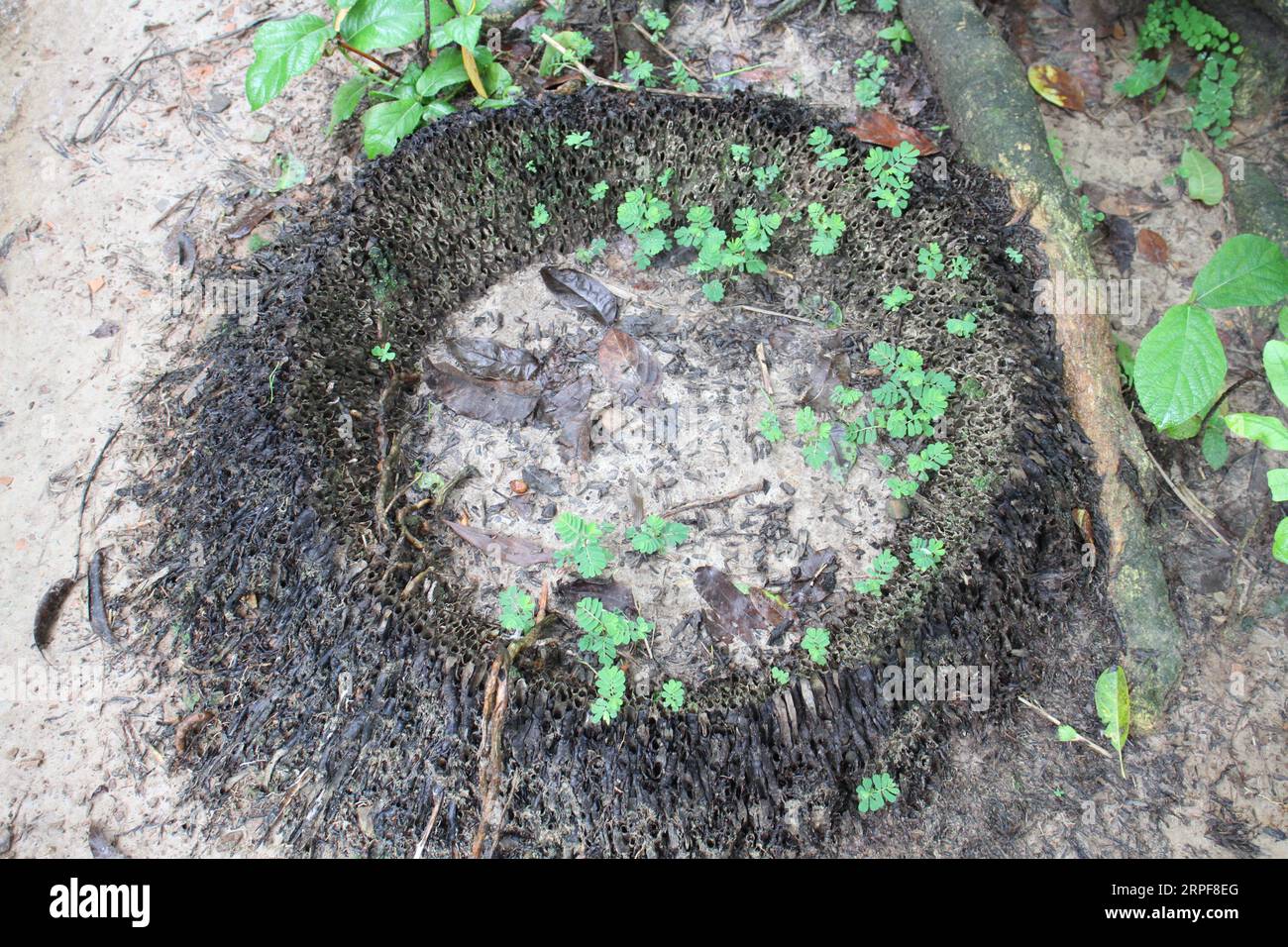 Die Pflanzen wachsen im Boden. Stockfoto