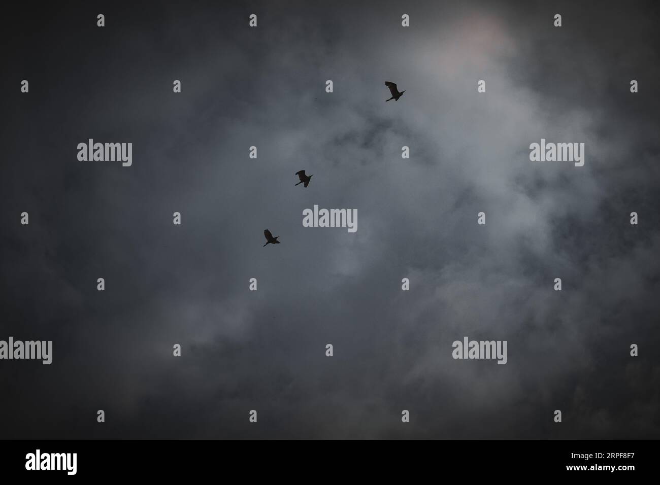 Reiher fliegen in den Himmel Stockfoto