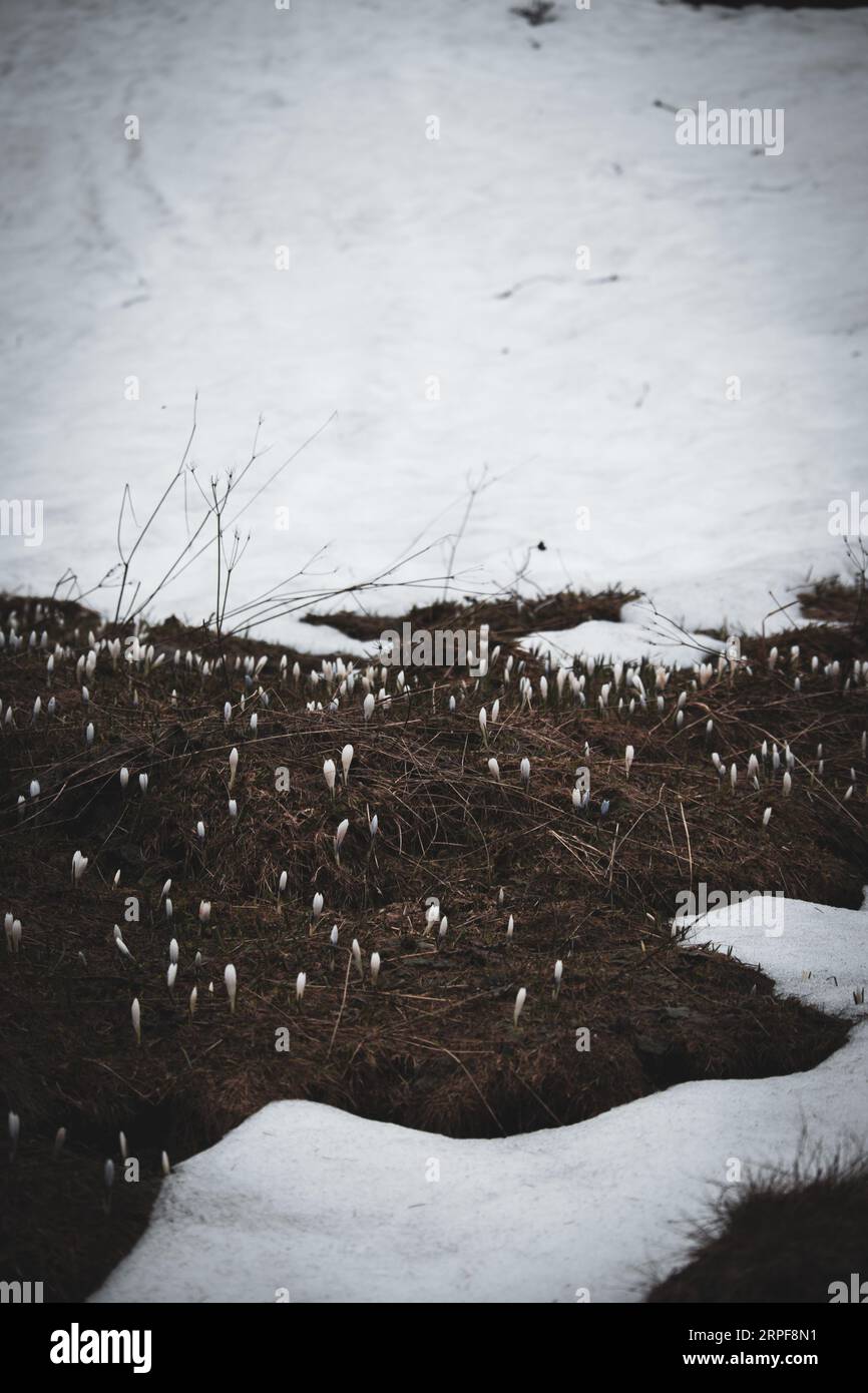 Erste Frühlingsblumen nach Winterkälte. Stockfoto