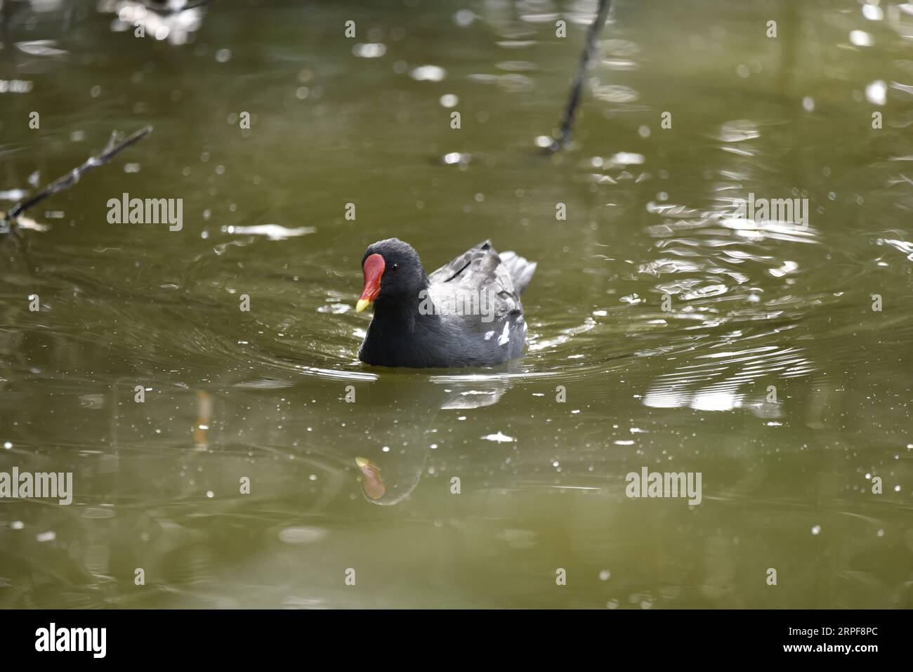 Gewöhnliche Moorhen (Gallinula chloropus), die in Richtung Kamera mit rechtem Auge auf Kamera schwimmen, auf sonnendurchflutetem Wasser mit Wellen und Wasserweg, aufgenommen in Großbritannien Stockfoto