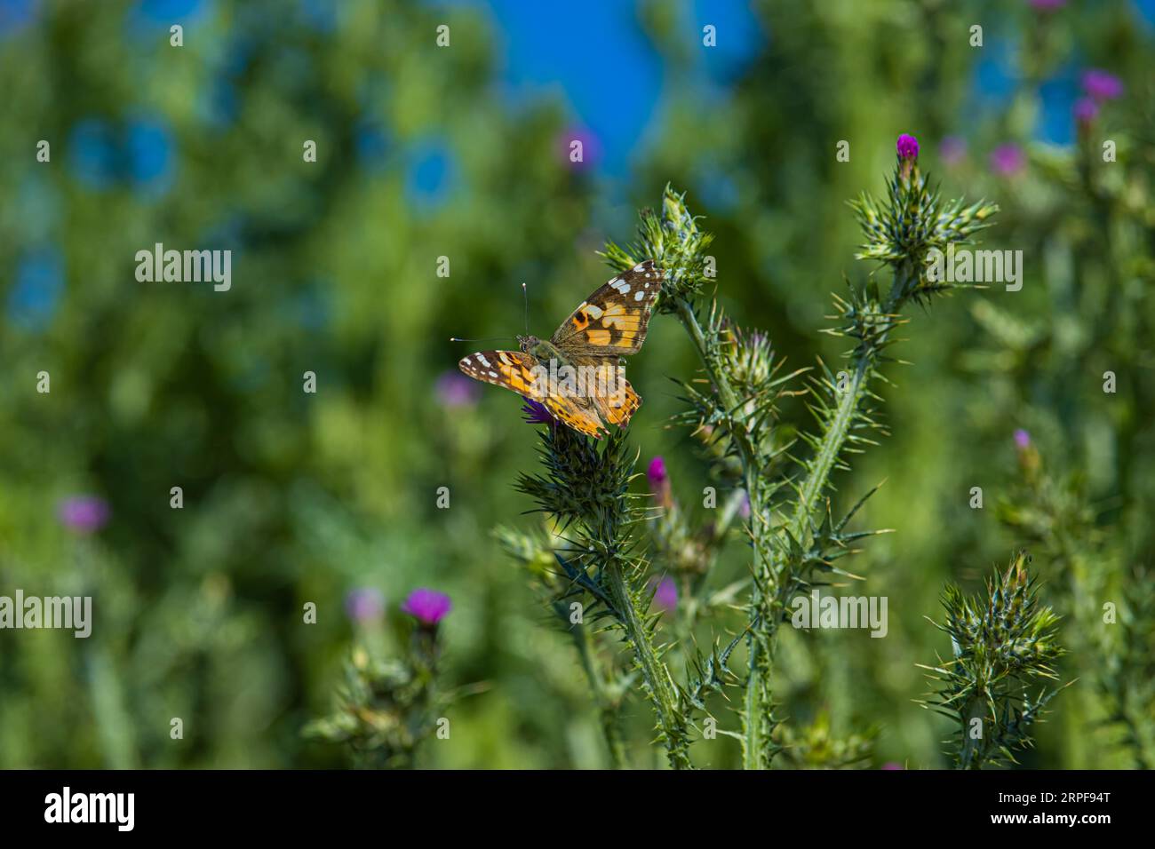 Vanessa atalanta Vulcano Schmetterling Stockfoto