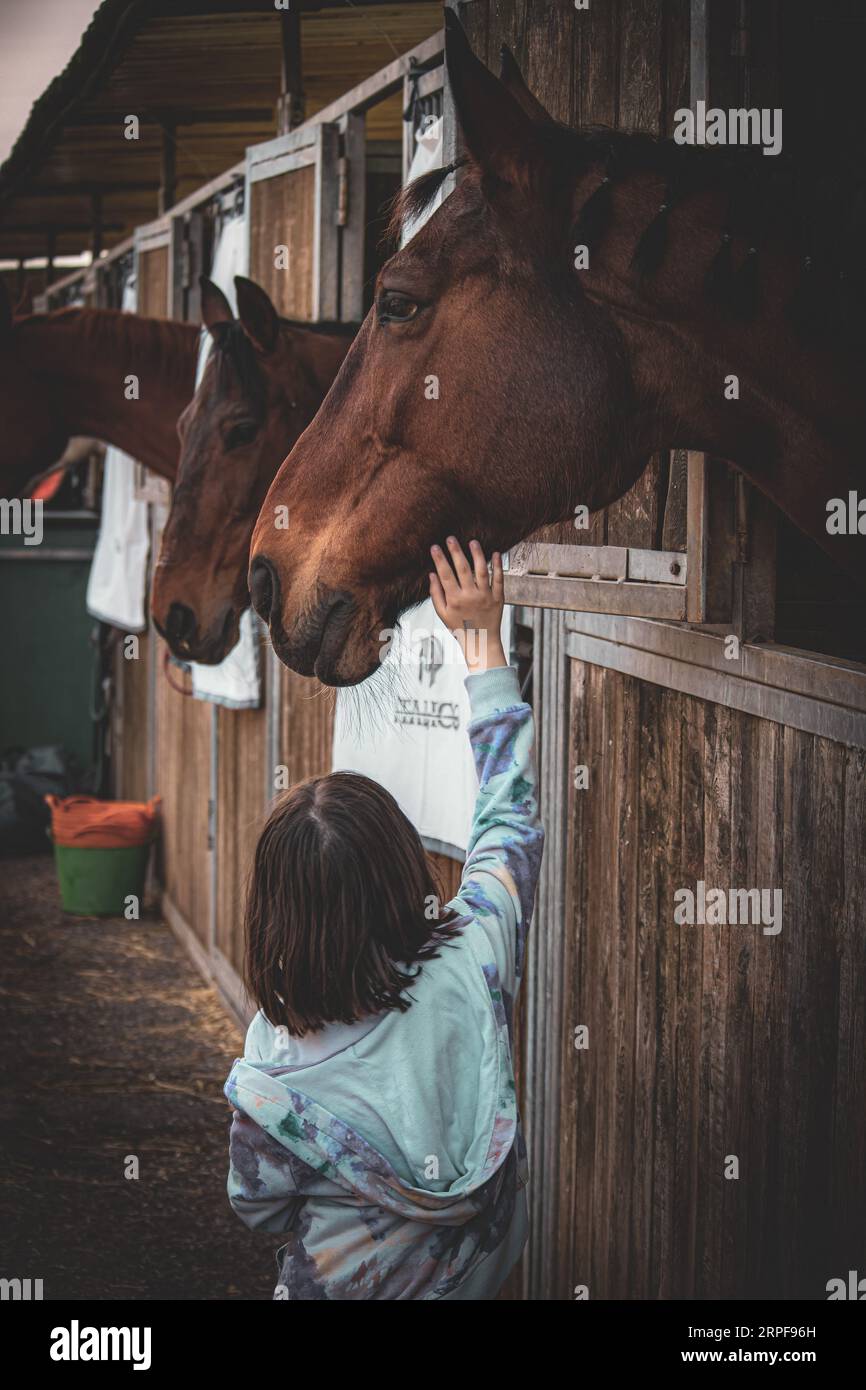 Kleines Mädchen mit Pferden Stockfoto