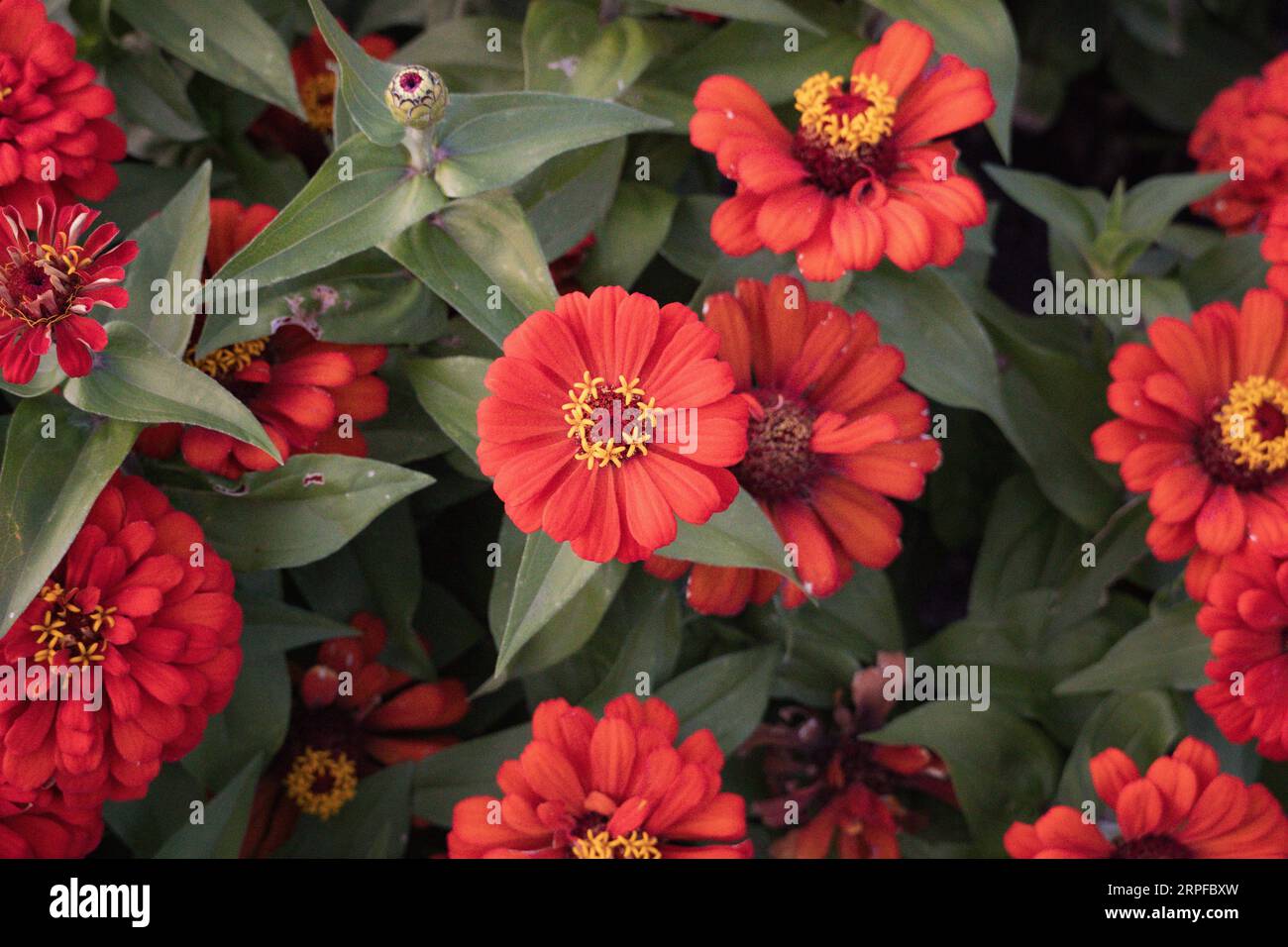 Eine Nahaufnahme einer pulsierenden peruanischen Zinnia mit verschwommenem Hintergrund Stockfoto