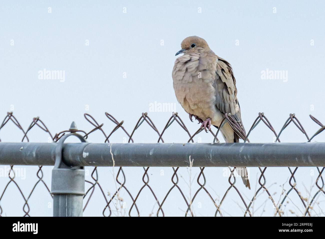 Eine Eurasische Taube (Streptopelia decaocto) sitzt auf einem Maschendrahtzaun in Südkalifornien. Stockfoto