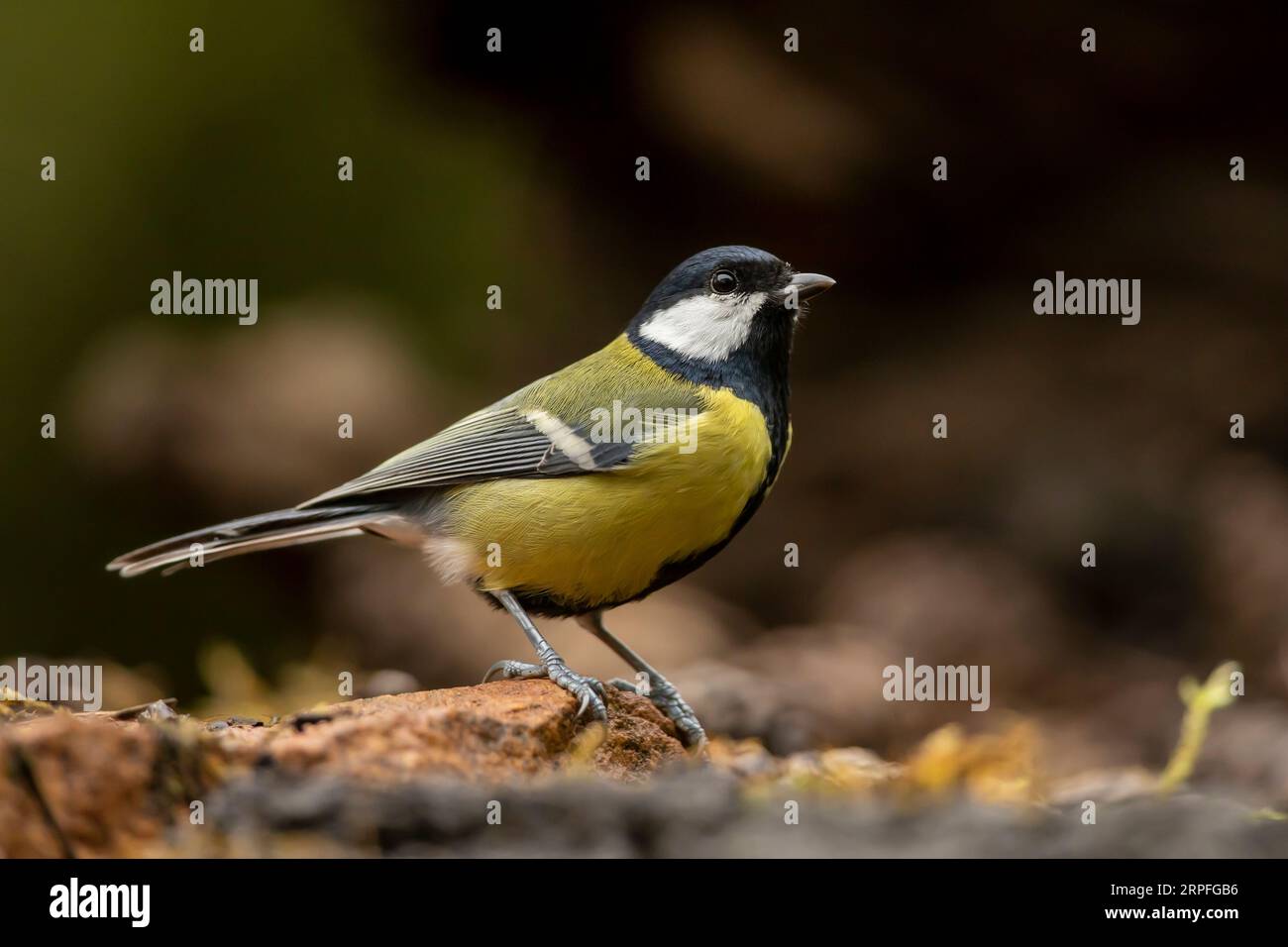 Große meise, Parus Major, schwarz-gelber singvogel im Herbst Natur, Tschechisch. Vogel in der Natur. Stockfoto