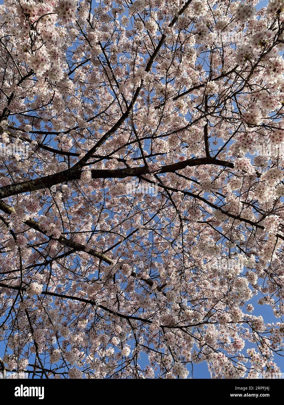 Frühlingsblüte, allgemein, Parkland, Arboretum. Stockfoto