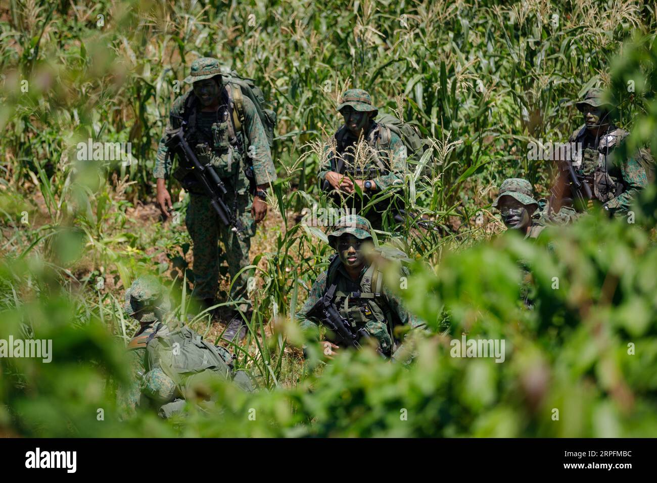 Puslatpur, Indonesien. September 2023. Soldaten der US-Armee, die der Bravo Company Borzoi, 25. Infanteriedivision, zugeordnet sind, manövrieren zusammen mit indonesischen Marineinfanteristen der National Armed Forces während des Dschungelfeldtrainings bei der Übung Super Garuda Shield 2023 am 4. September 2023 in Puslatpur, Indonesien, durch den Dschungel. Anrede: SSG Keith Thornburgh/US Army/Alamy Live News Stockfoto