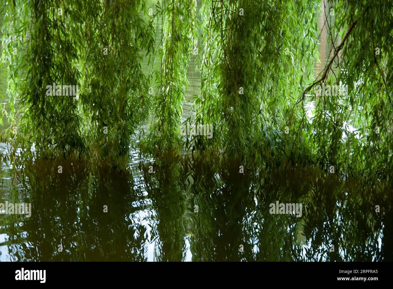 Sommerhintergrund: Grüne Weidenzweige baden im ruhigen Seenwasser Stockfoto