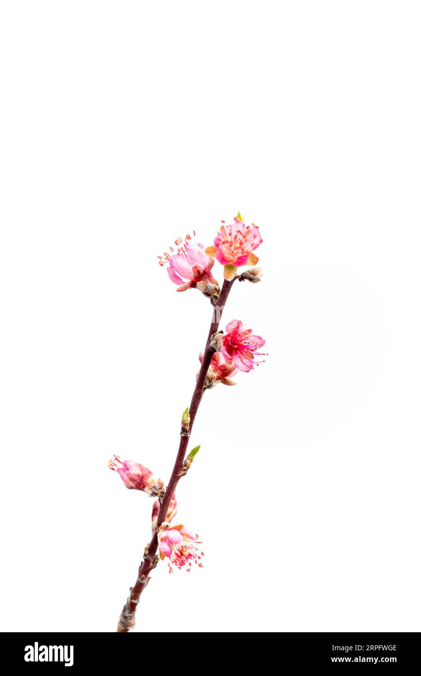 Zweig mit rosa Pfirsichblüten auf weißem Hintergrund. Obstbaumblüten im Frühjahr. Stockfoto