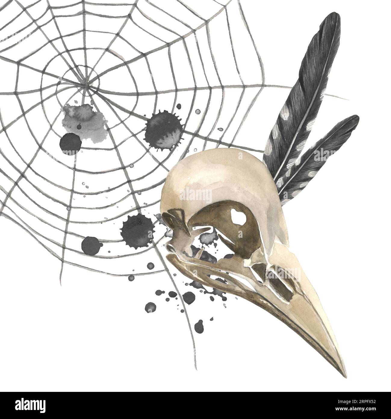 Aquarelldarstellung eines Krähenschädels, Spinnweben, Kuckuckfedern und Tintenflecken. Isoliert auf weißem Hintergrund von Hand gezeichnet Stockfoto