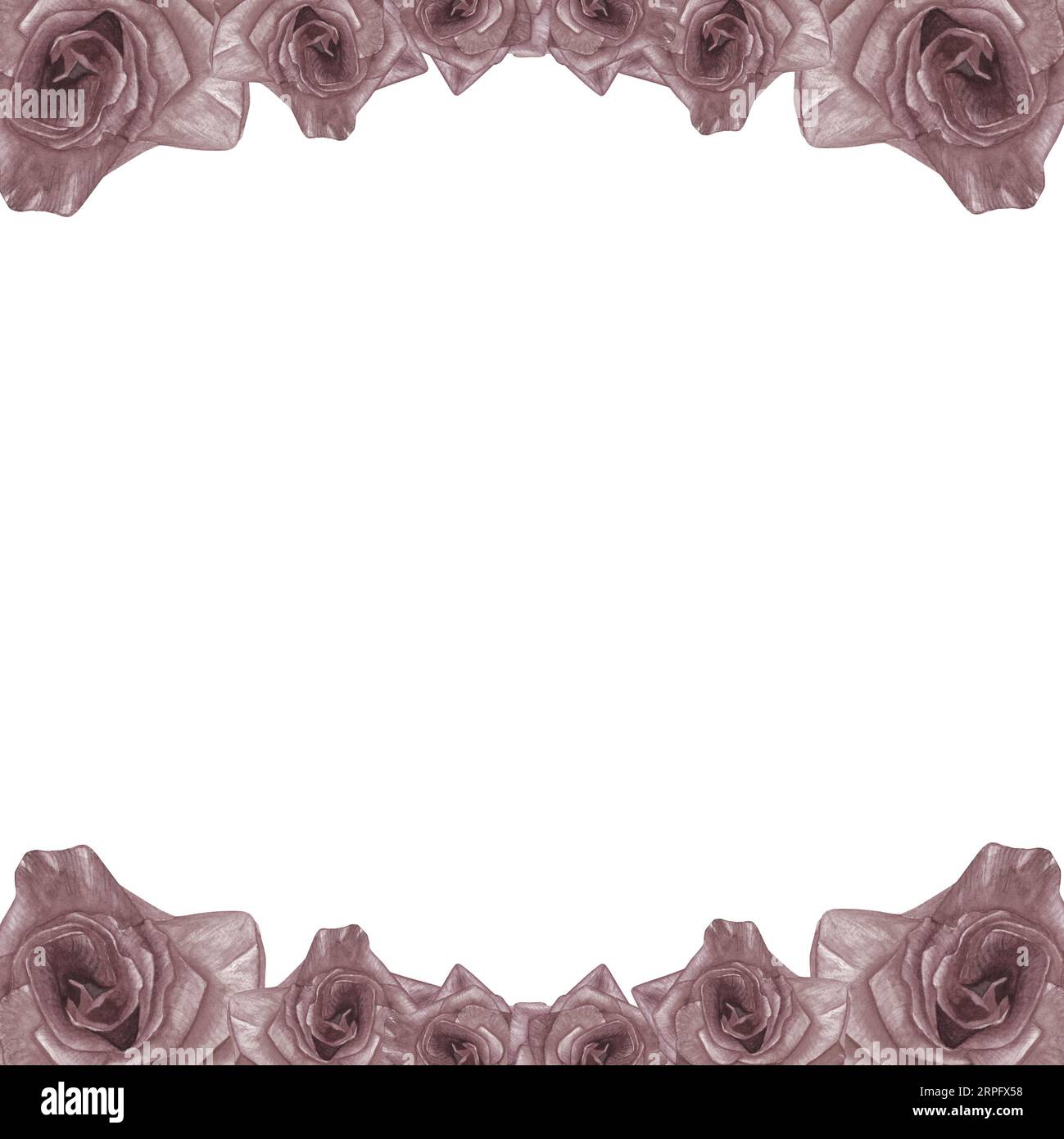 Rahmen aus Aquarellbildern von Rosen, die von Hand isoliert auf weißem Hintergrund gezeichnet wurden Stockfoto