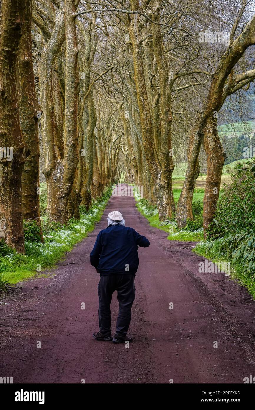 Ein älterer Mann geht auf einer unbefestigten Straße zwischen riesigen London Plane Bäumen und bildet einen Baumtunnel auf der Azoren-Insel Sao Miguel in der Nähe von Povoacao, Portugal. Stockfoto