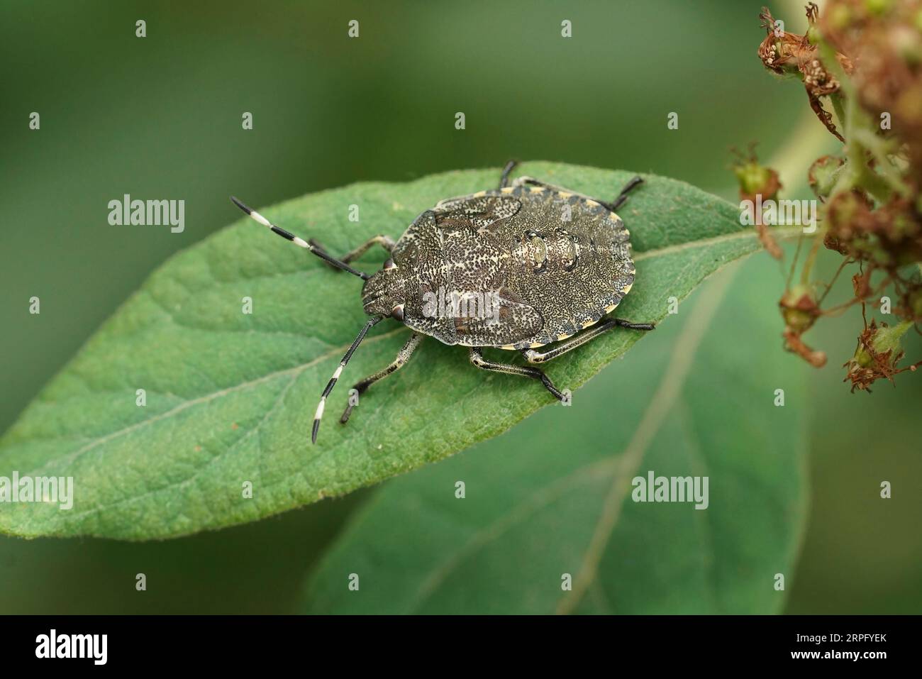 Natürliche Nahaufnahme auf einer Nymphe des gesprenkelten Schilds, Rhaphigaster nebulosa, die auf einem grünen Blatt im Garten sitzt Stockfoto