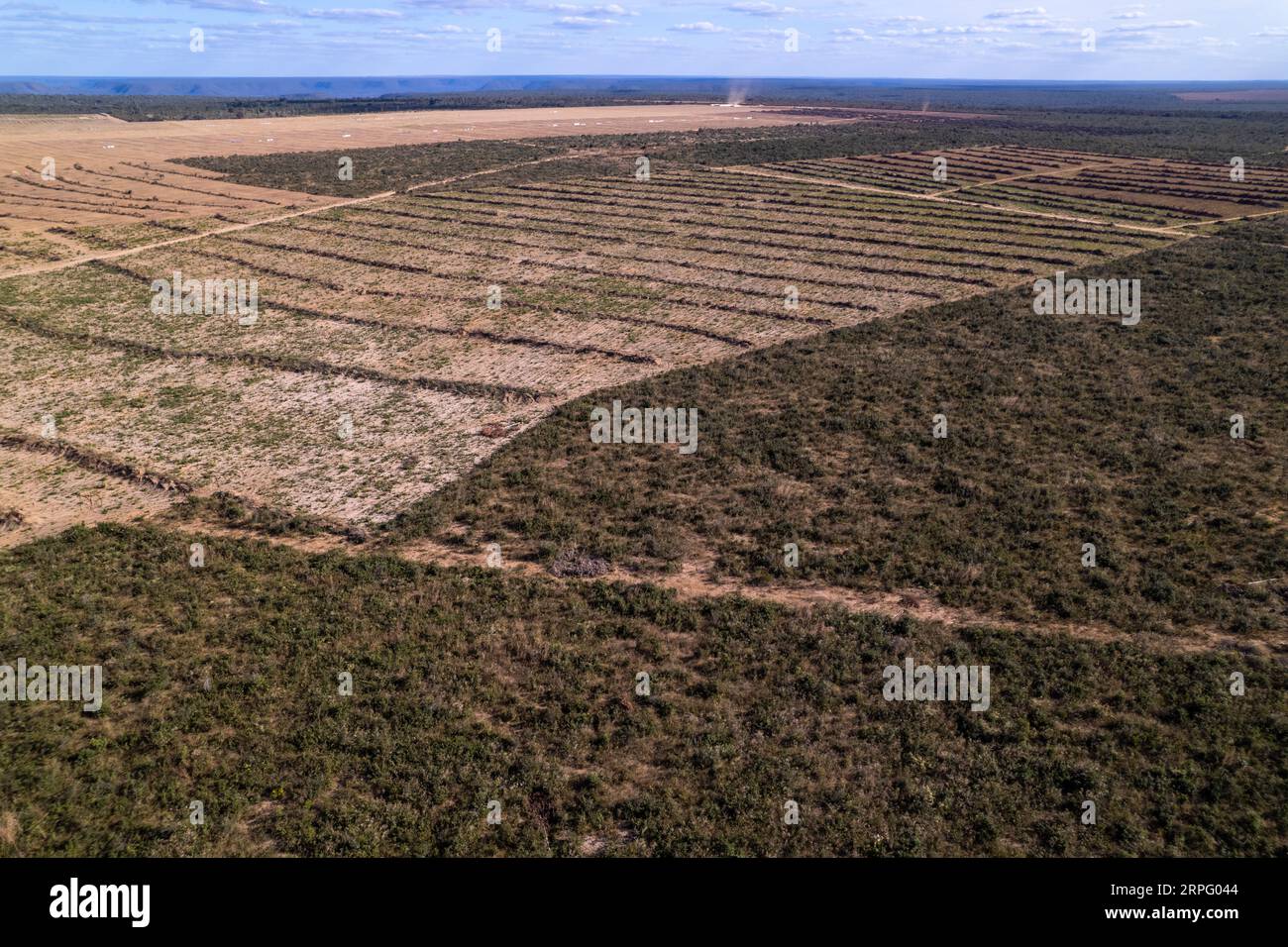 Luftaufnahme der illegalen Entwaldung von Cerrado-Waldbäumen zur Erschließung von landwirtschaftlichen Flächen am sonnigen Sommertag in Brasilien. Das Konzept der Ökologie. Stockfoto