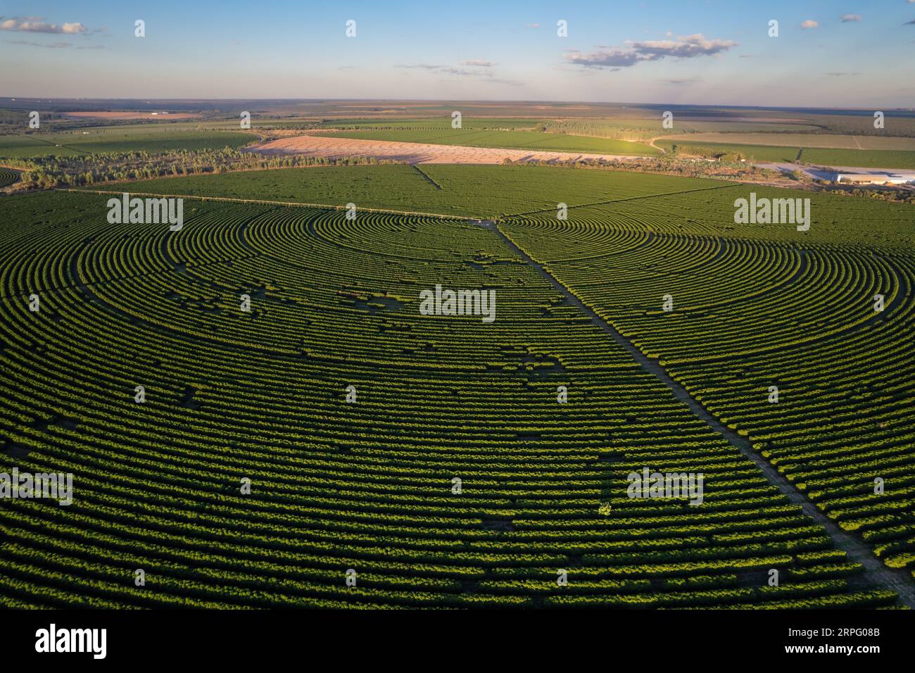 Luftaufnahme der riesigen Kaffeeplantage auf modernen landwirtschaftlichen Flächen an sonnigen Sommertagen in Cerrado von Brasilien. Konzept der Landwirtschaft, Ökologie, Umwelt Stockfoto